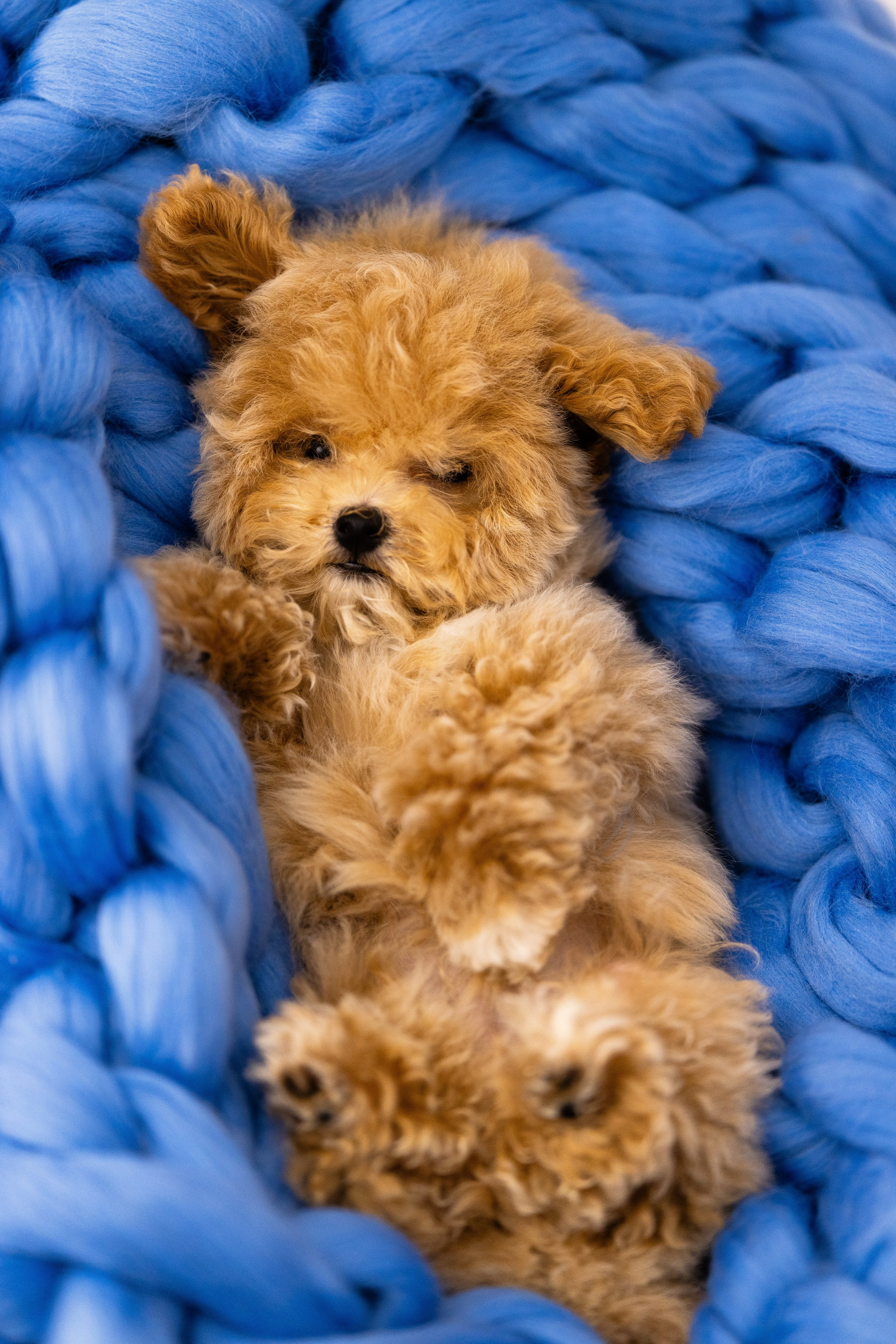 Мальтипу. Фотограф и видеограф анималист Аганина Дарья