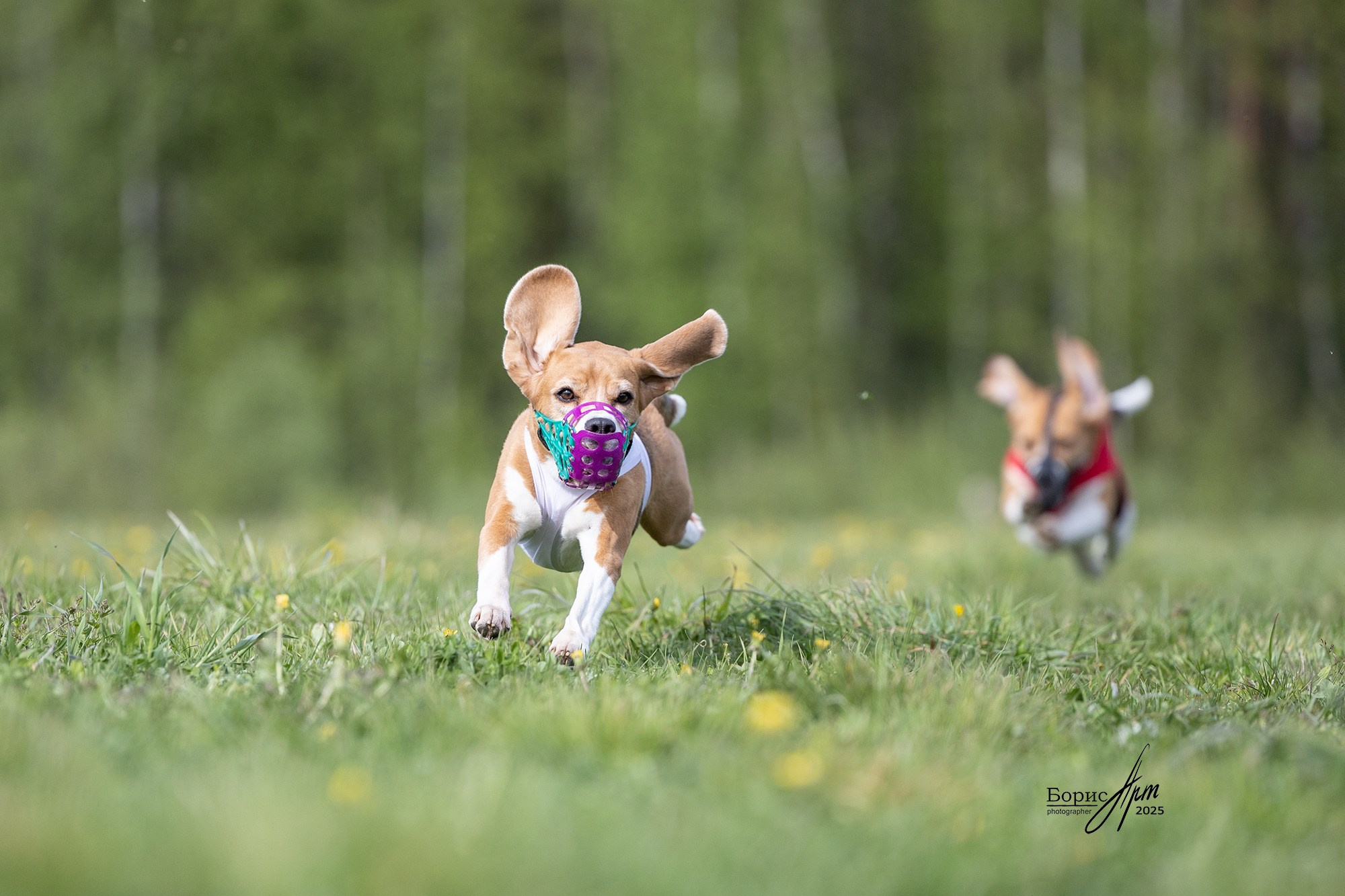 КУРСИНГ. Борис Артамонов фотограф — анималист. Москва