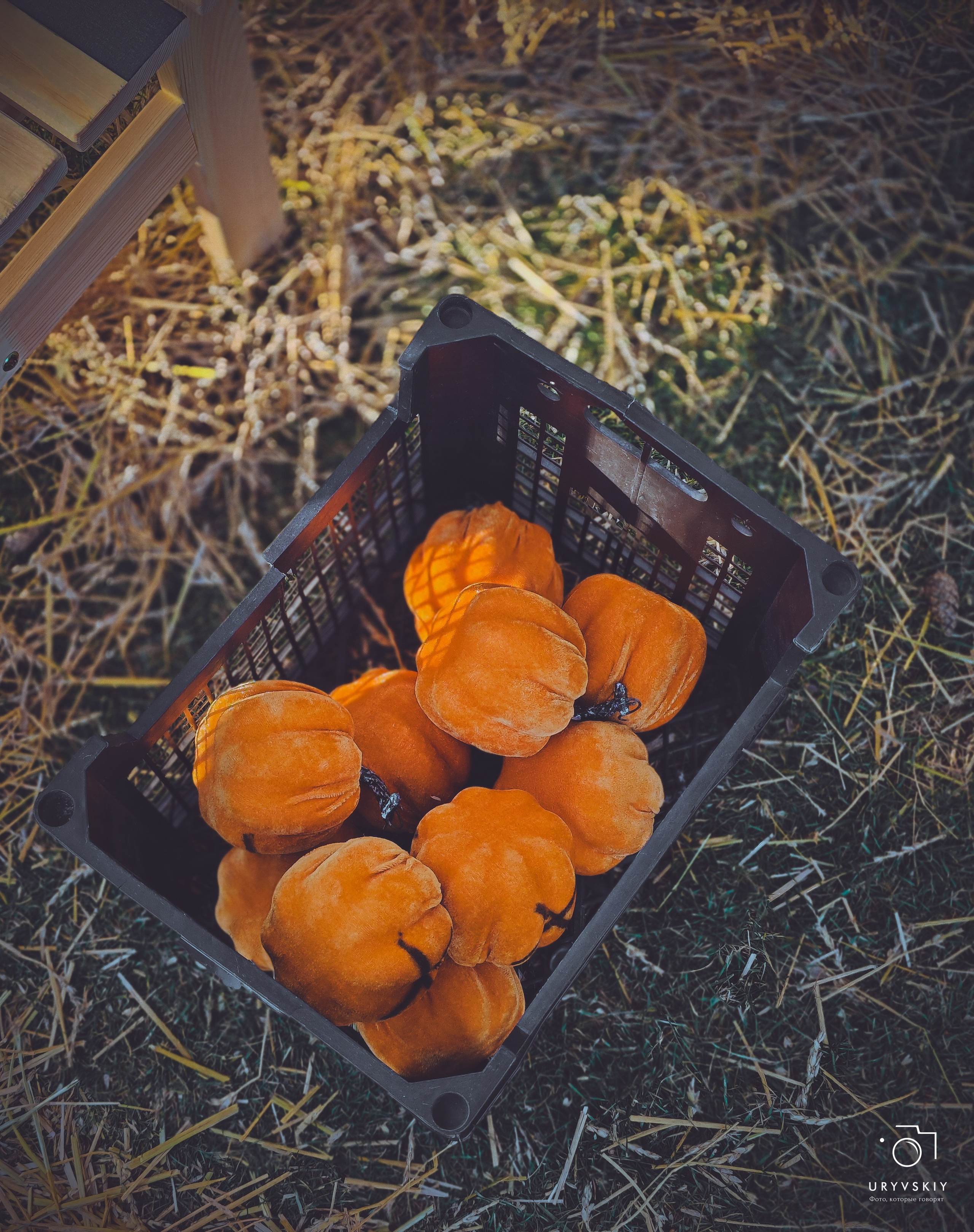 Bellini Осенний маркет. Игорь Урывский. Фотограф Красноярск