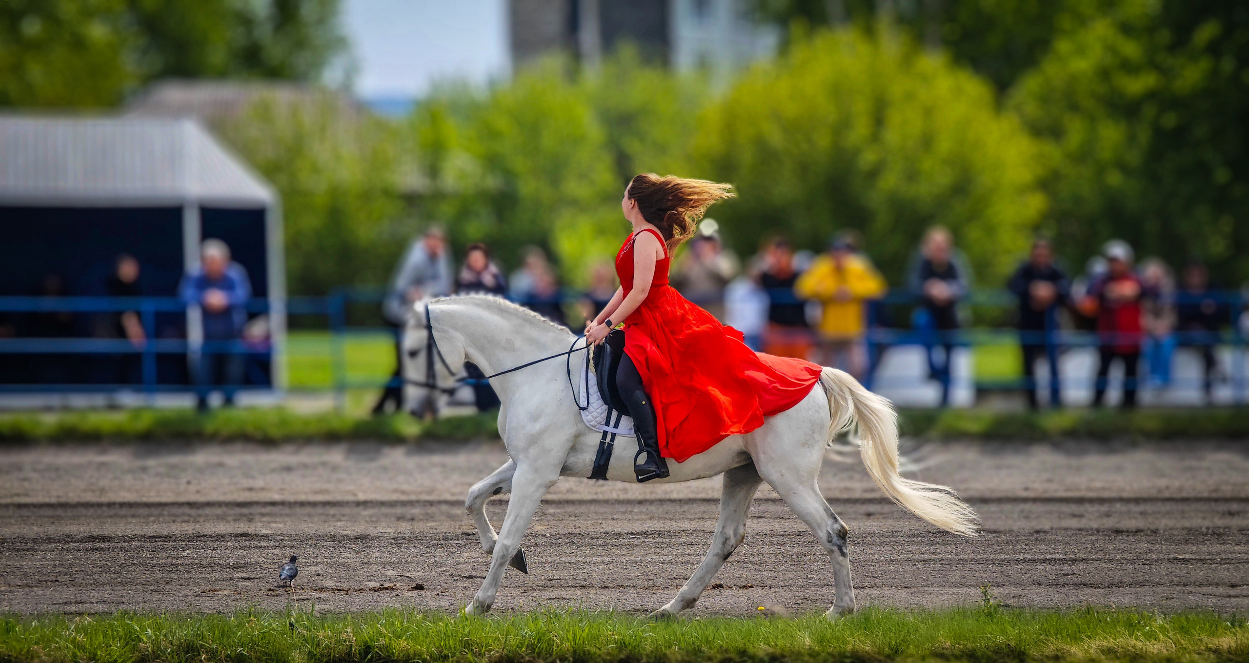 Красноярский ипподром. Открытие сезона 2025. Игорь Урывский. Фотограф Красноярск