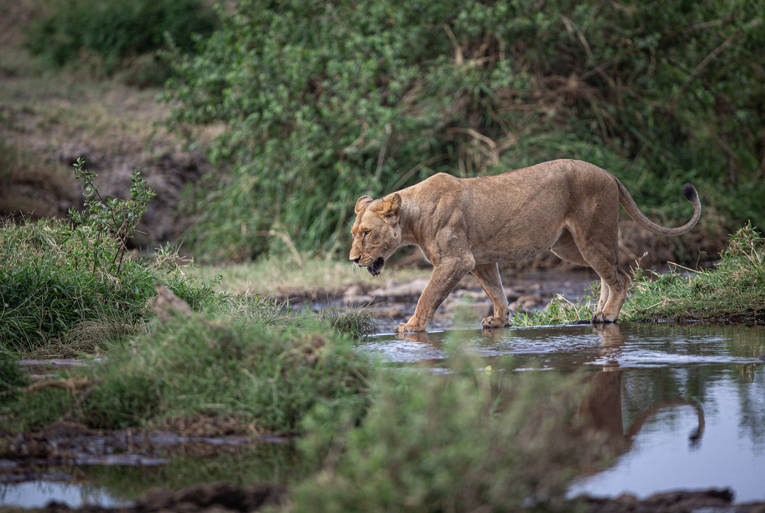 Танзания. Добродеева Алла фотограф, Москва