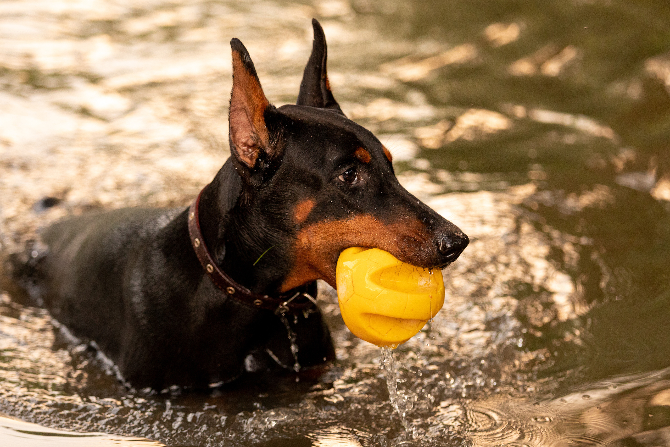 Дарси. Фотограф Анна Зиновьева