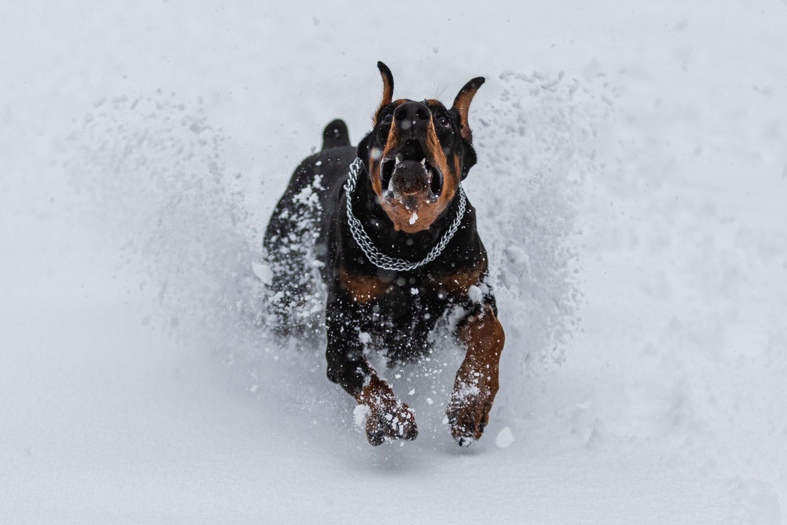 Дарси. Фотограф Анна Зиновьева