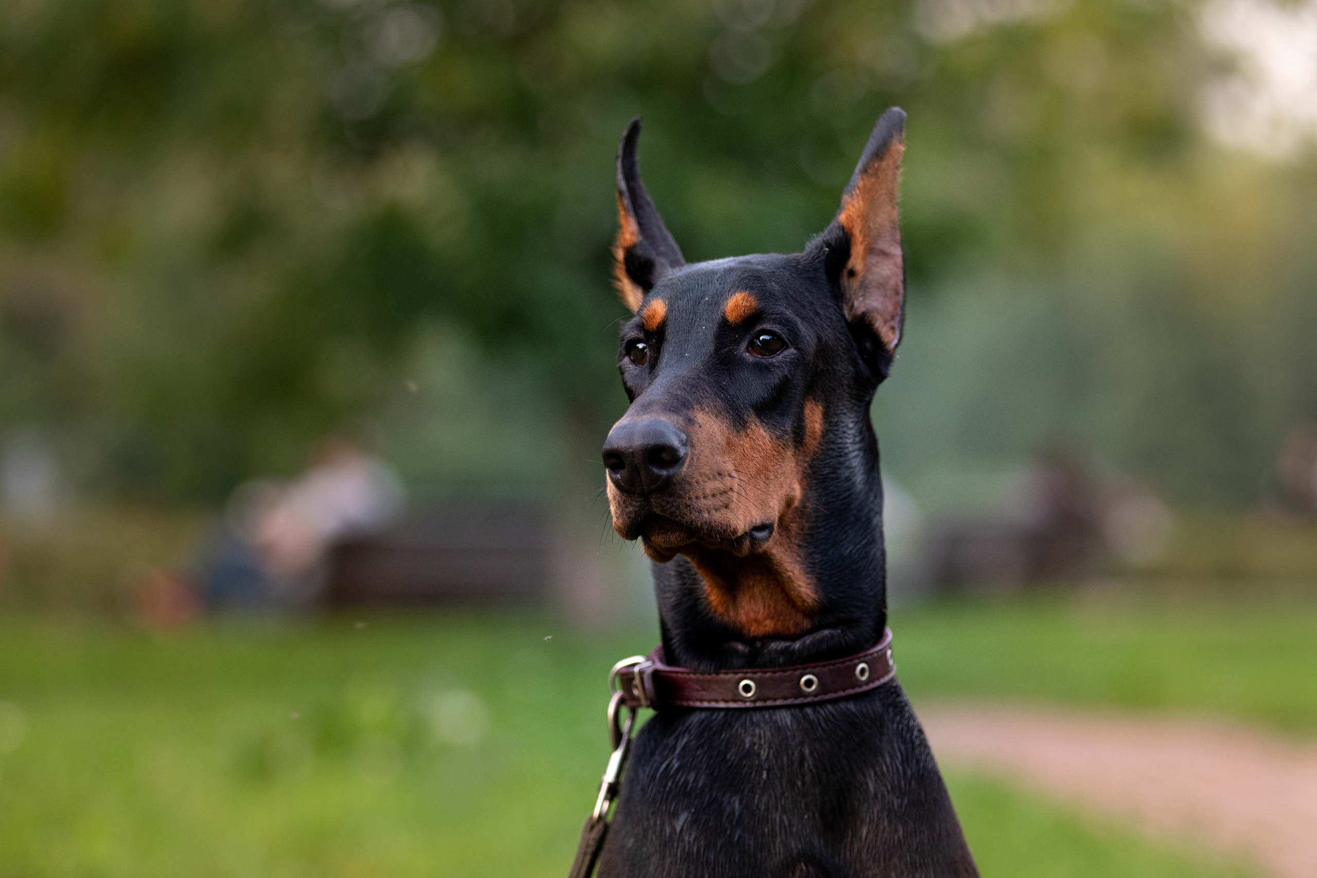 Дарси. Фотограф Анна Зиновьева