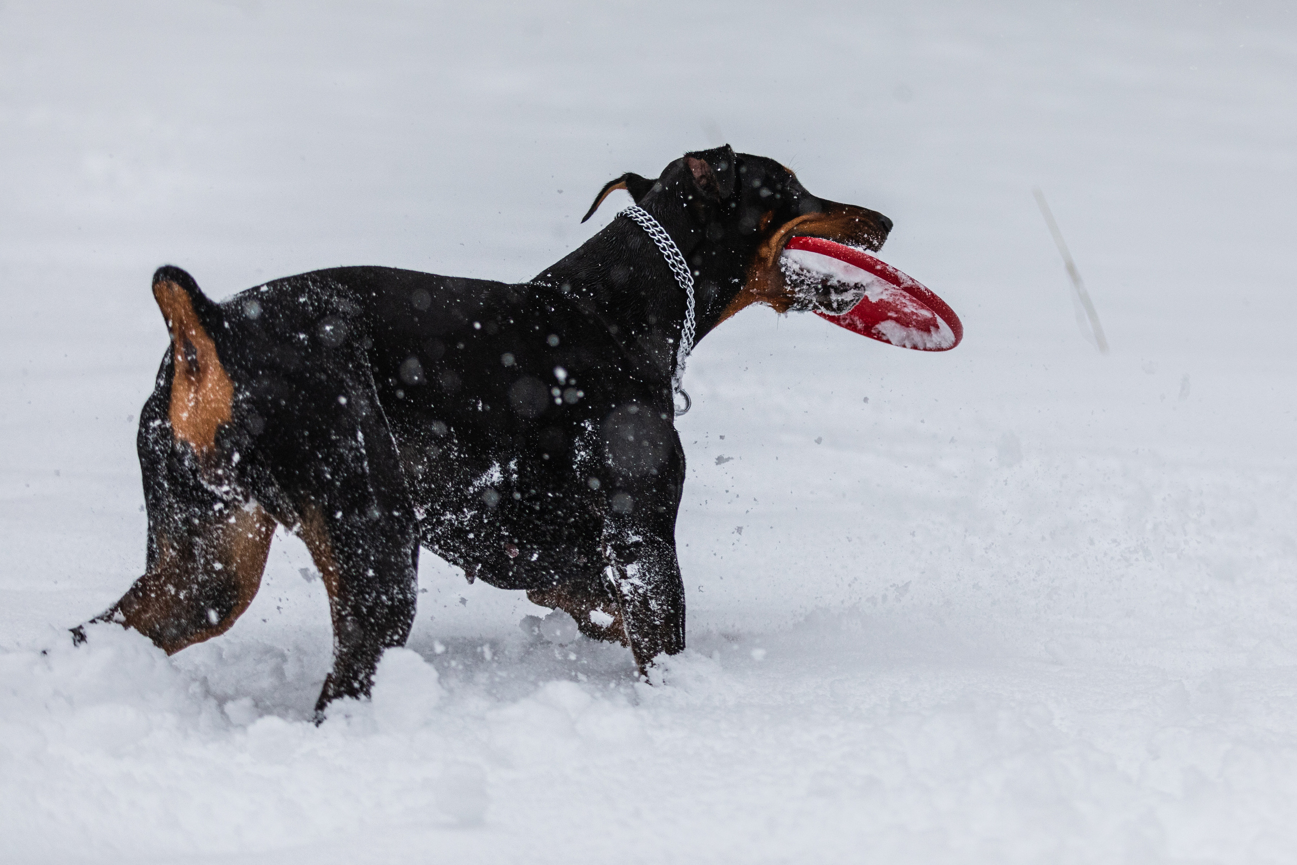 Дарси. Фотограф Анна Зиновьева