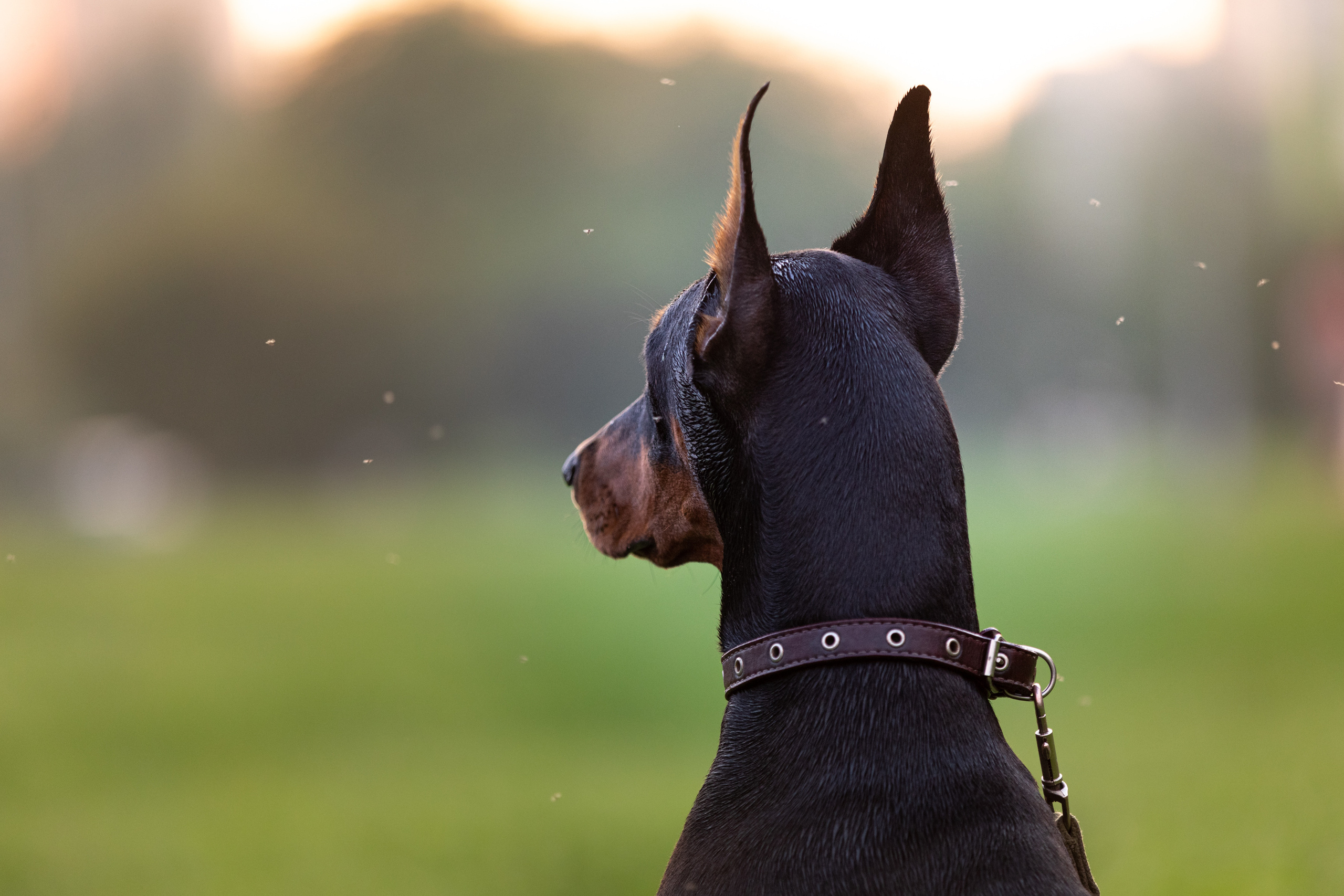 Дарси. Фотограф Анна Зиновьева