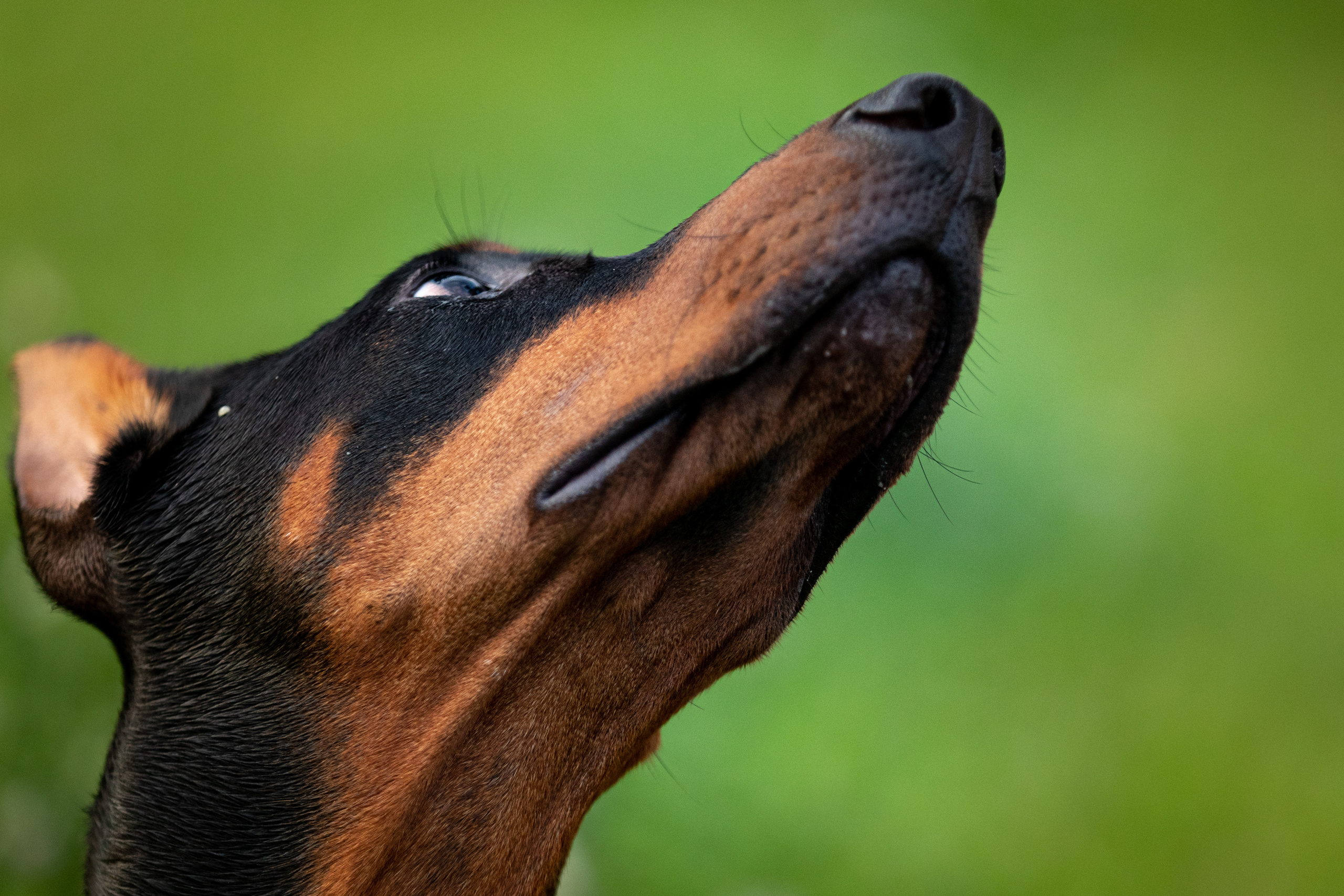 Дарси. Фотограф Анна Зиновьева