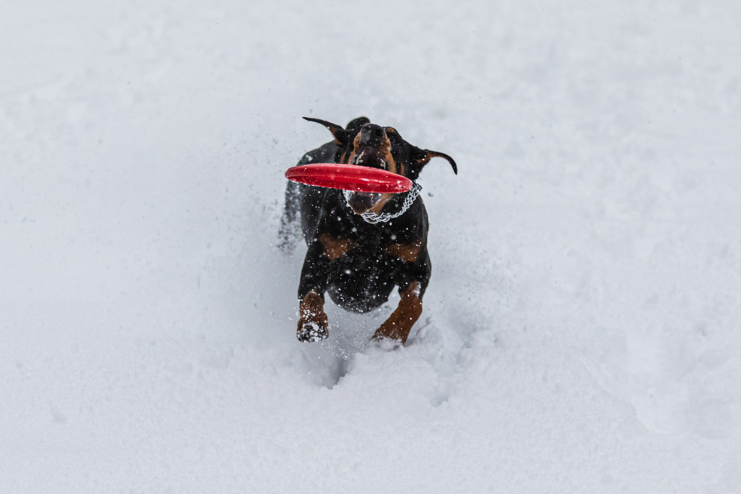 Дарси. Фотограф Анна Зиновьева