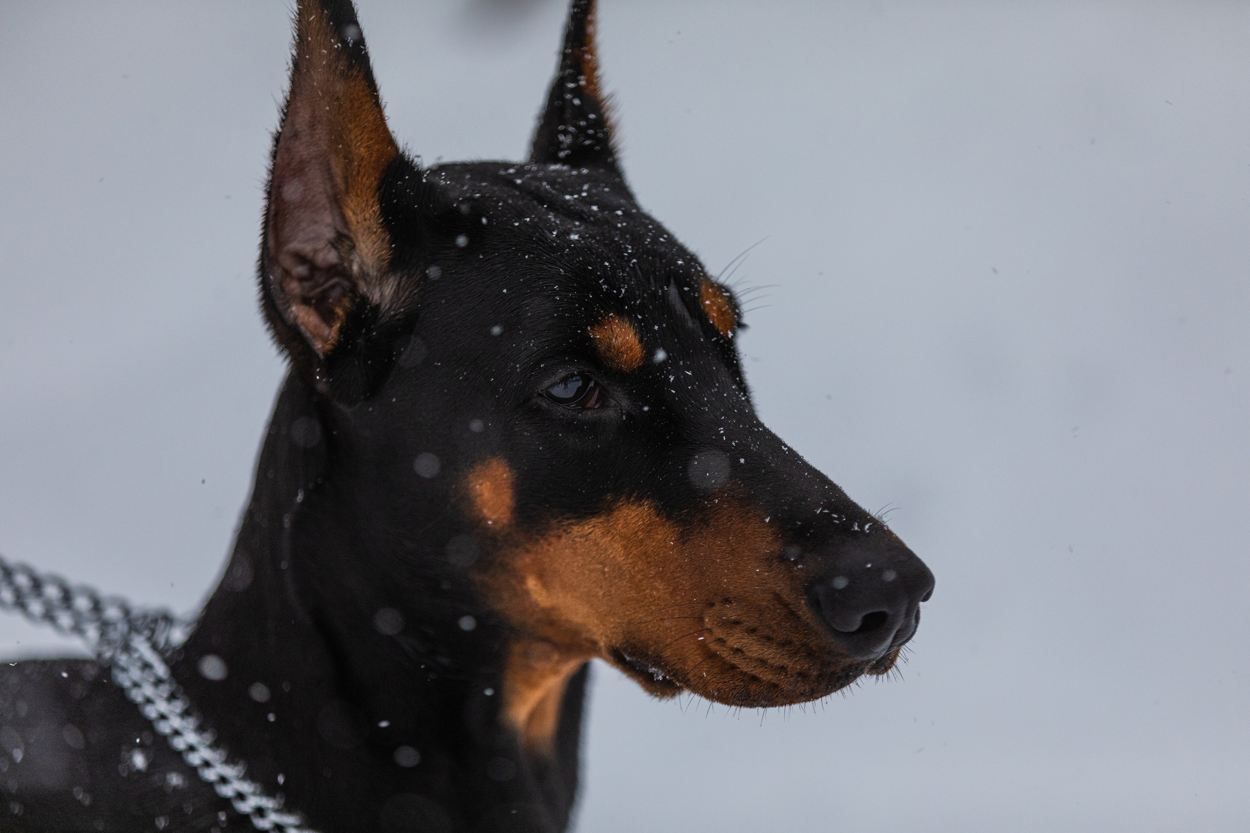 Дарси. Фотограф Анна Зиновьева