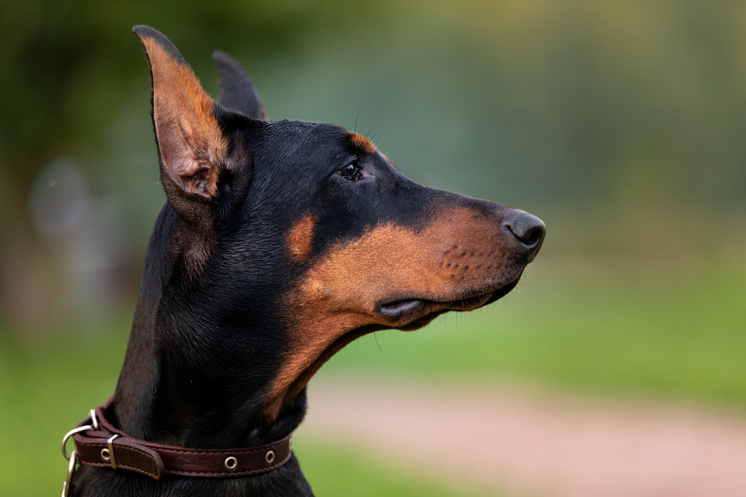 Дарси. Фотограф Анна Зиновьева