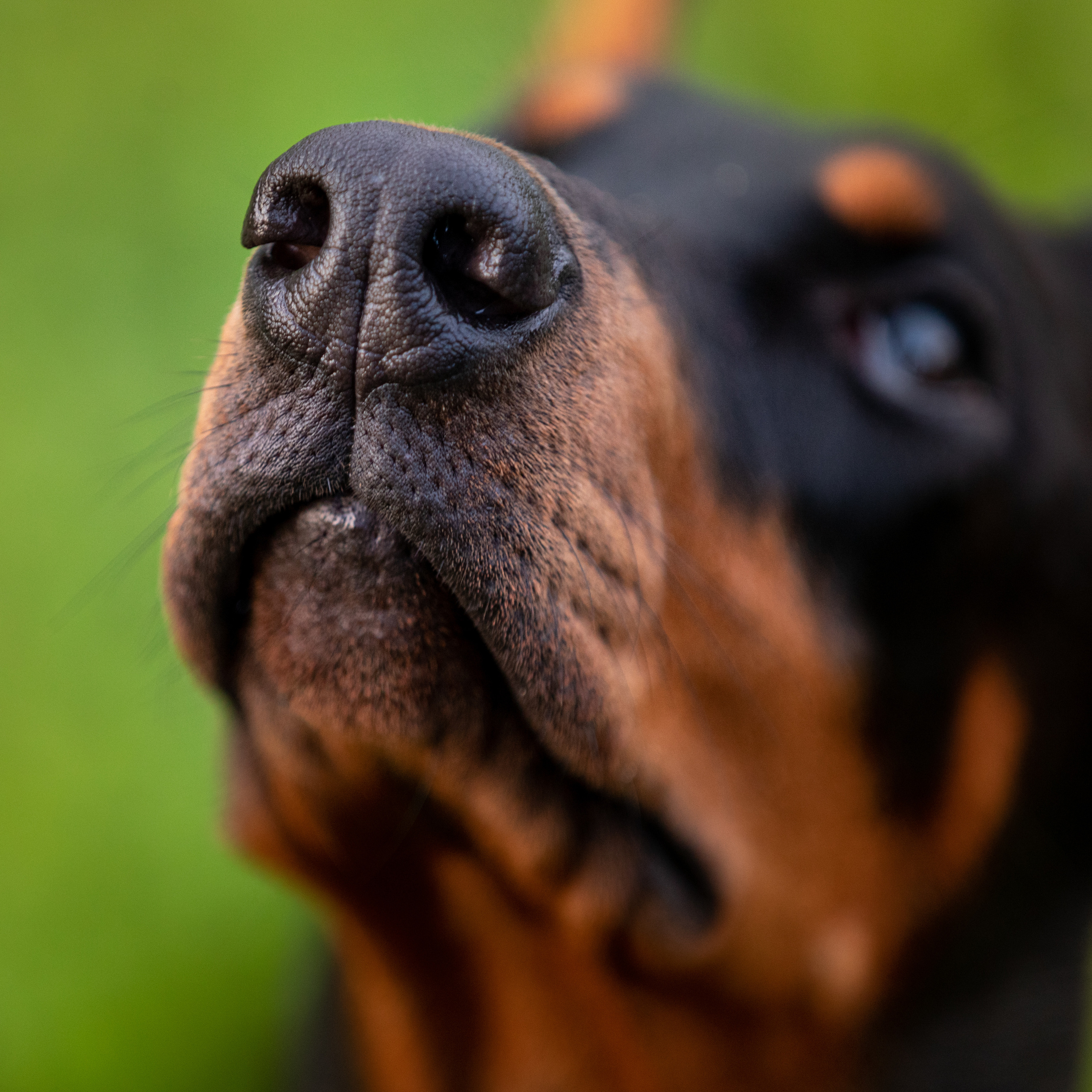 Дарси. Фотограф Анна Зиновьева