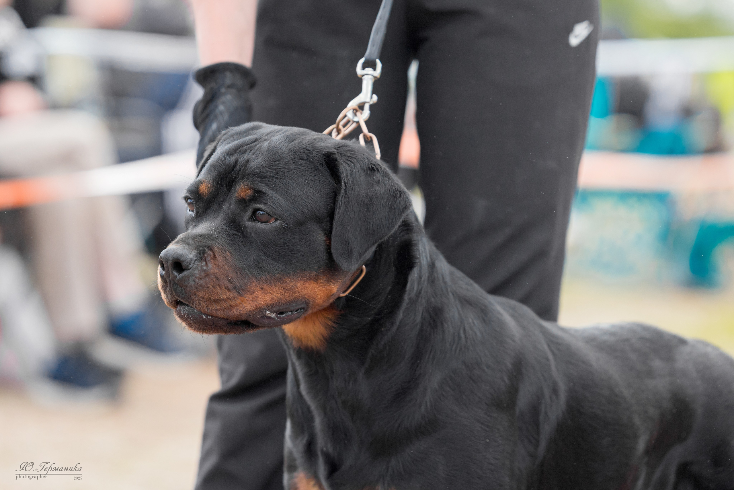 Тверь ротвейлеры 5-6.07.2025. Фотограф-анималист Юлия Германика