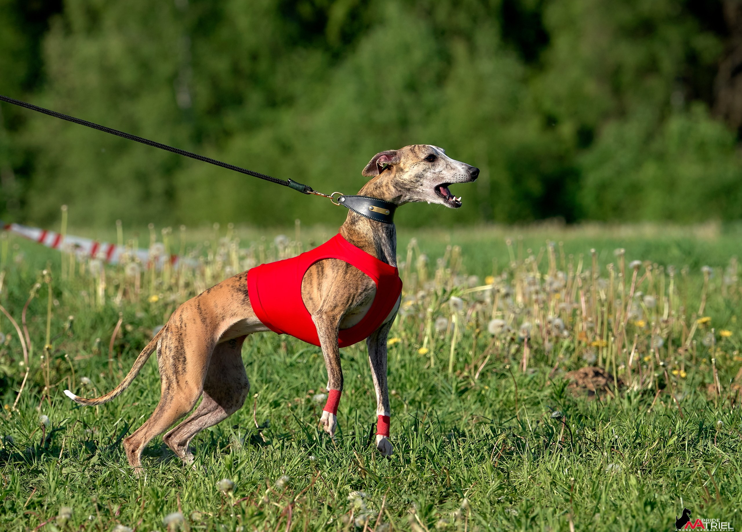Съемка курсинг — галерея NATRIEL