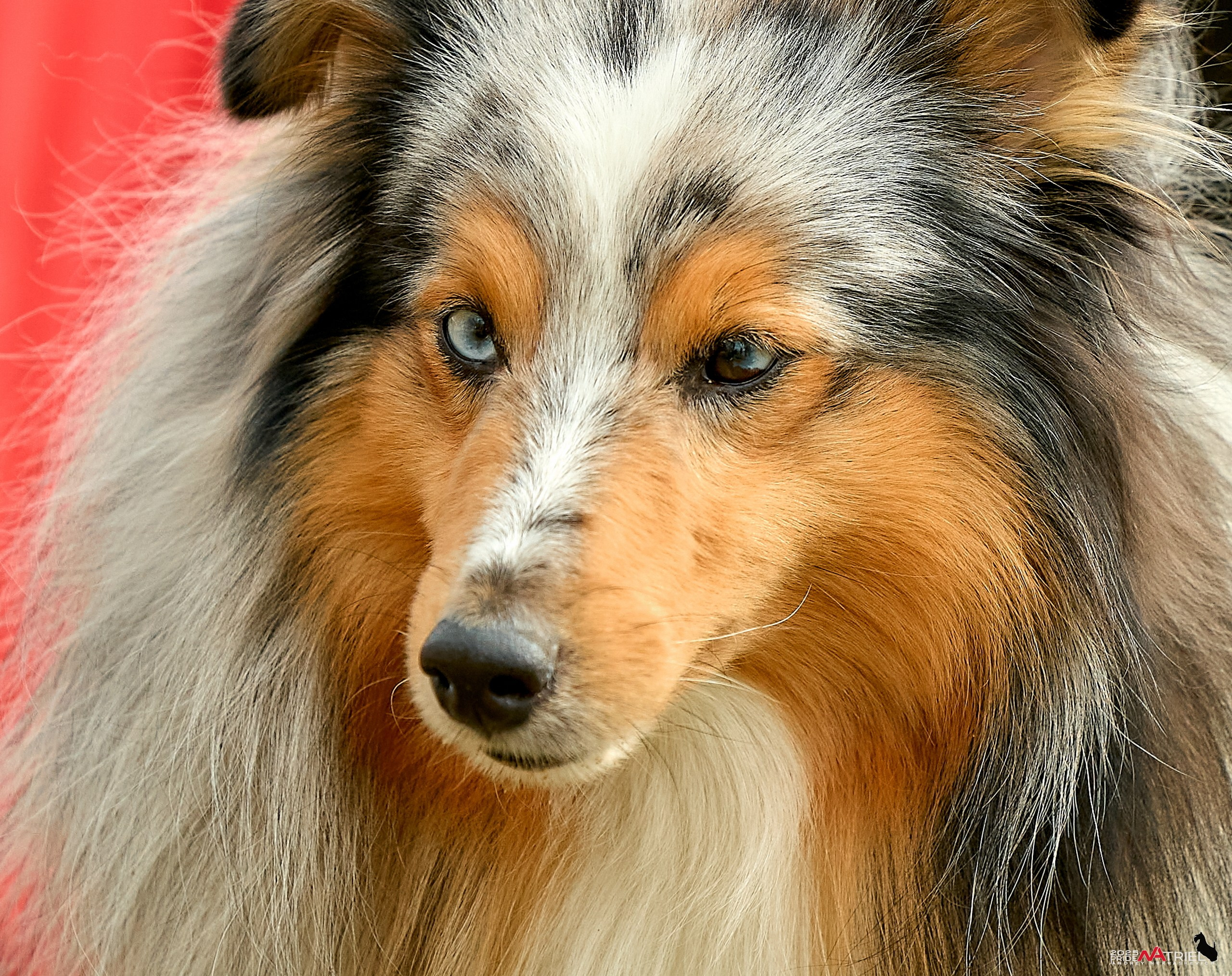 Выставка собак Суздаль-Владимир