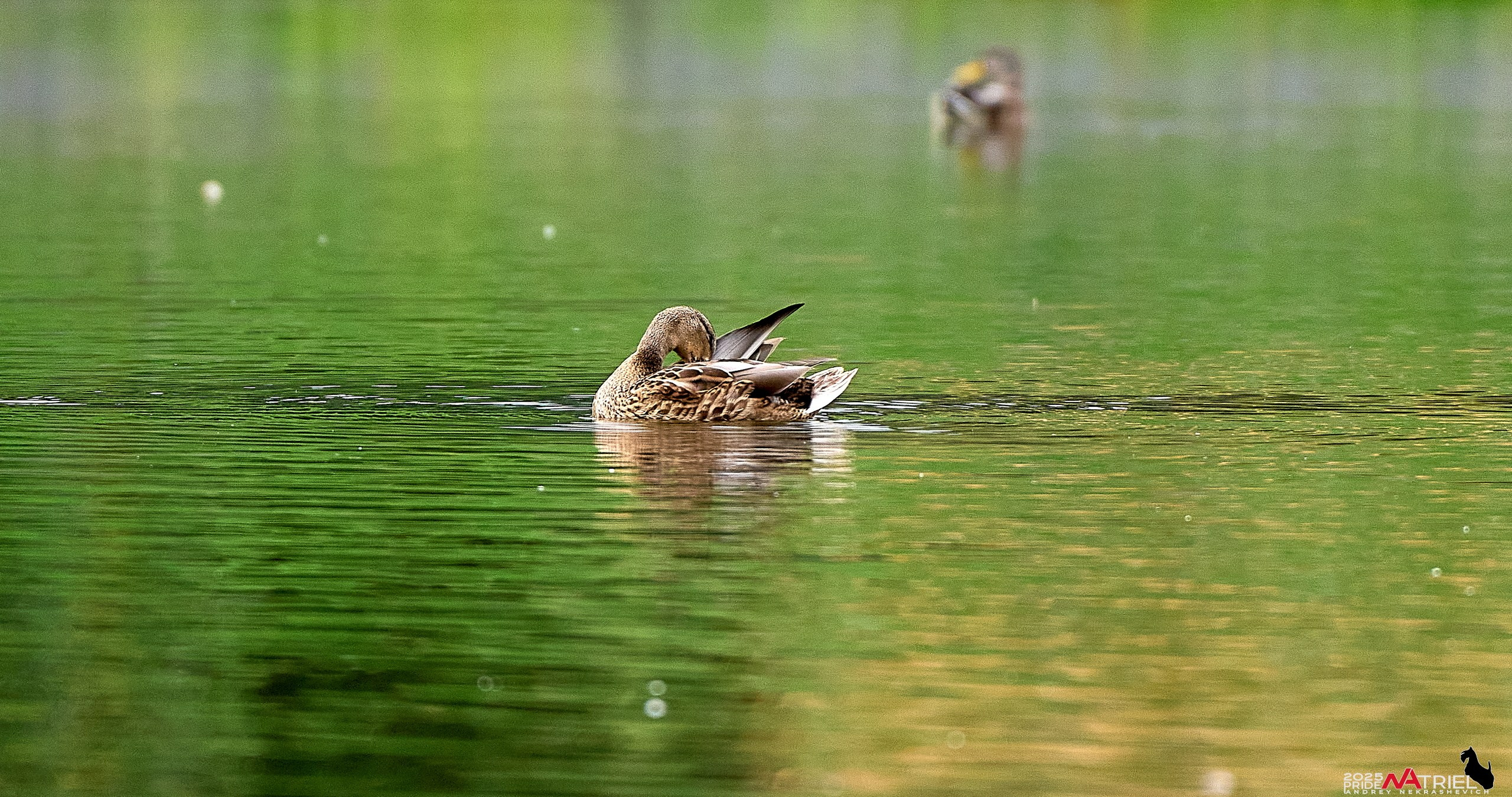 Утки на пруду