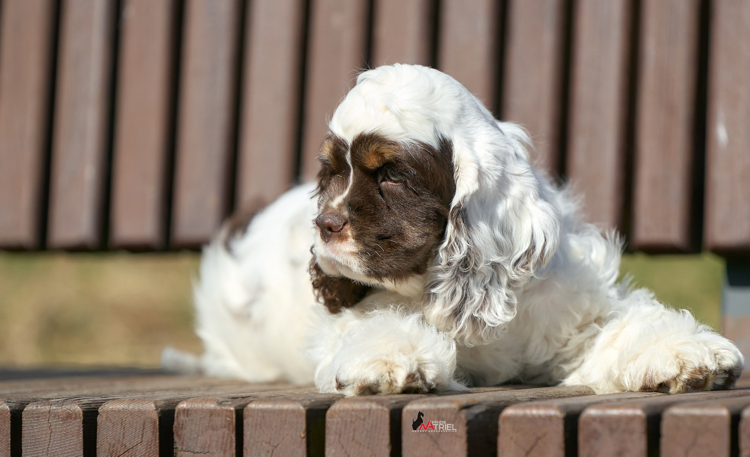 Прогулка со щенком