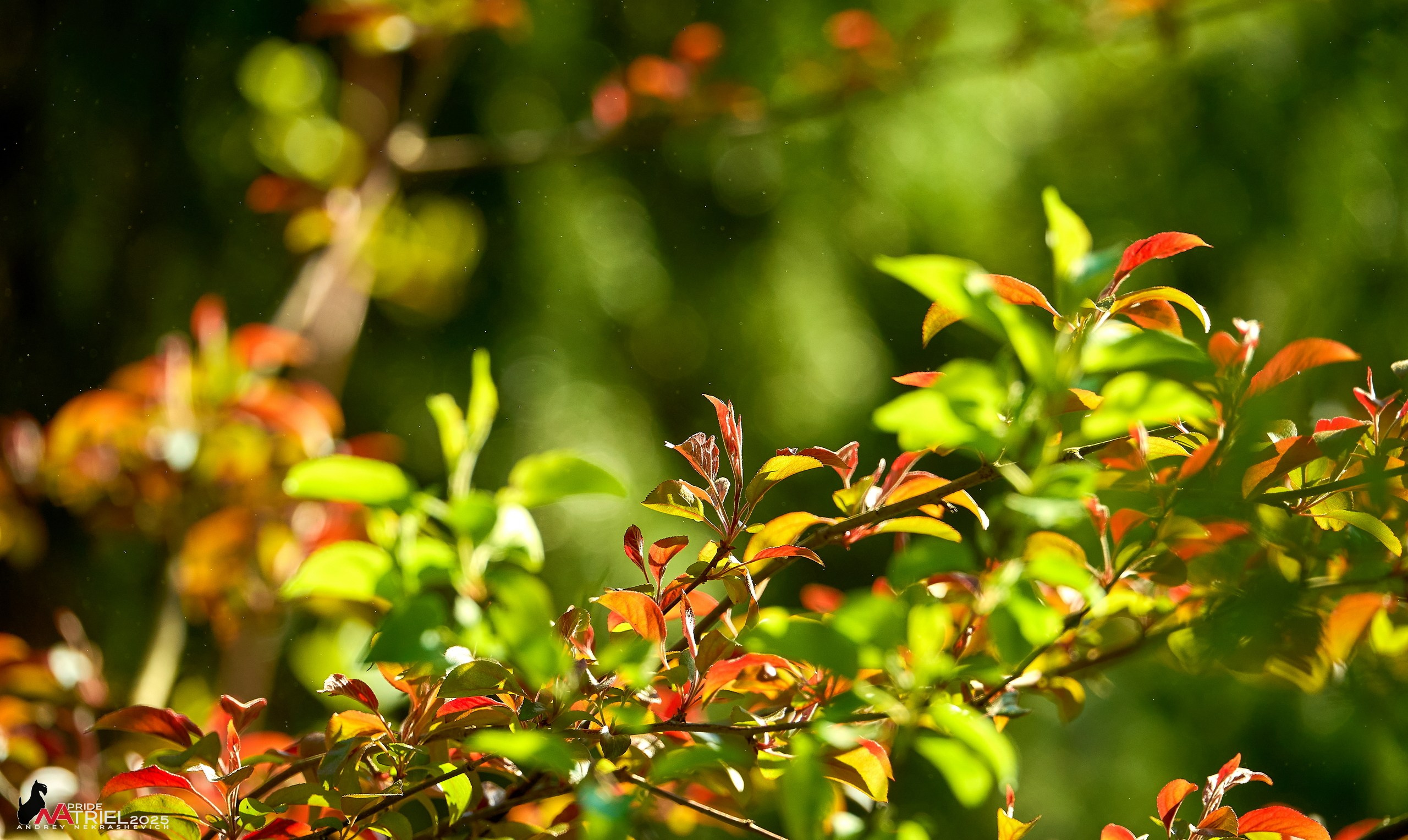 Съемка в майском лесу