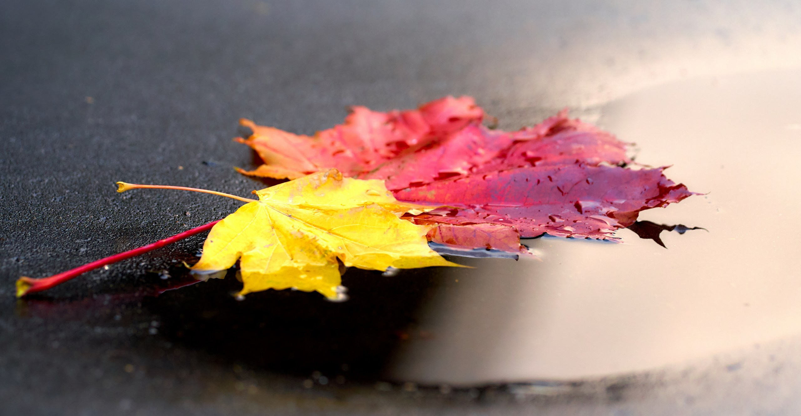 Лютики-цветочки — галерея NATRIEL