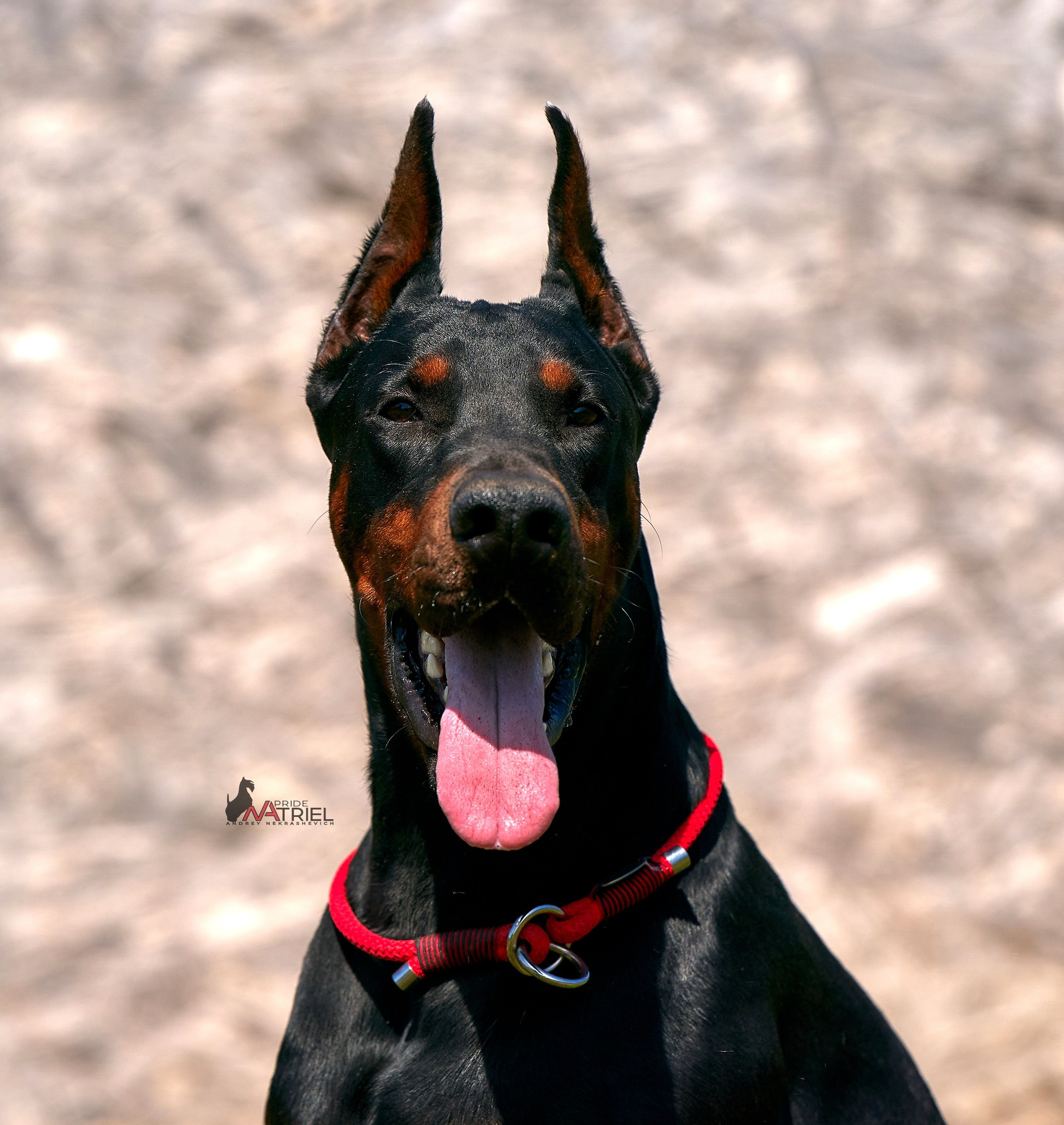 Портреты собак — галерея NATRIEL