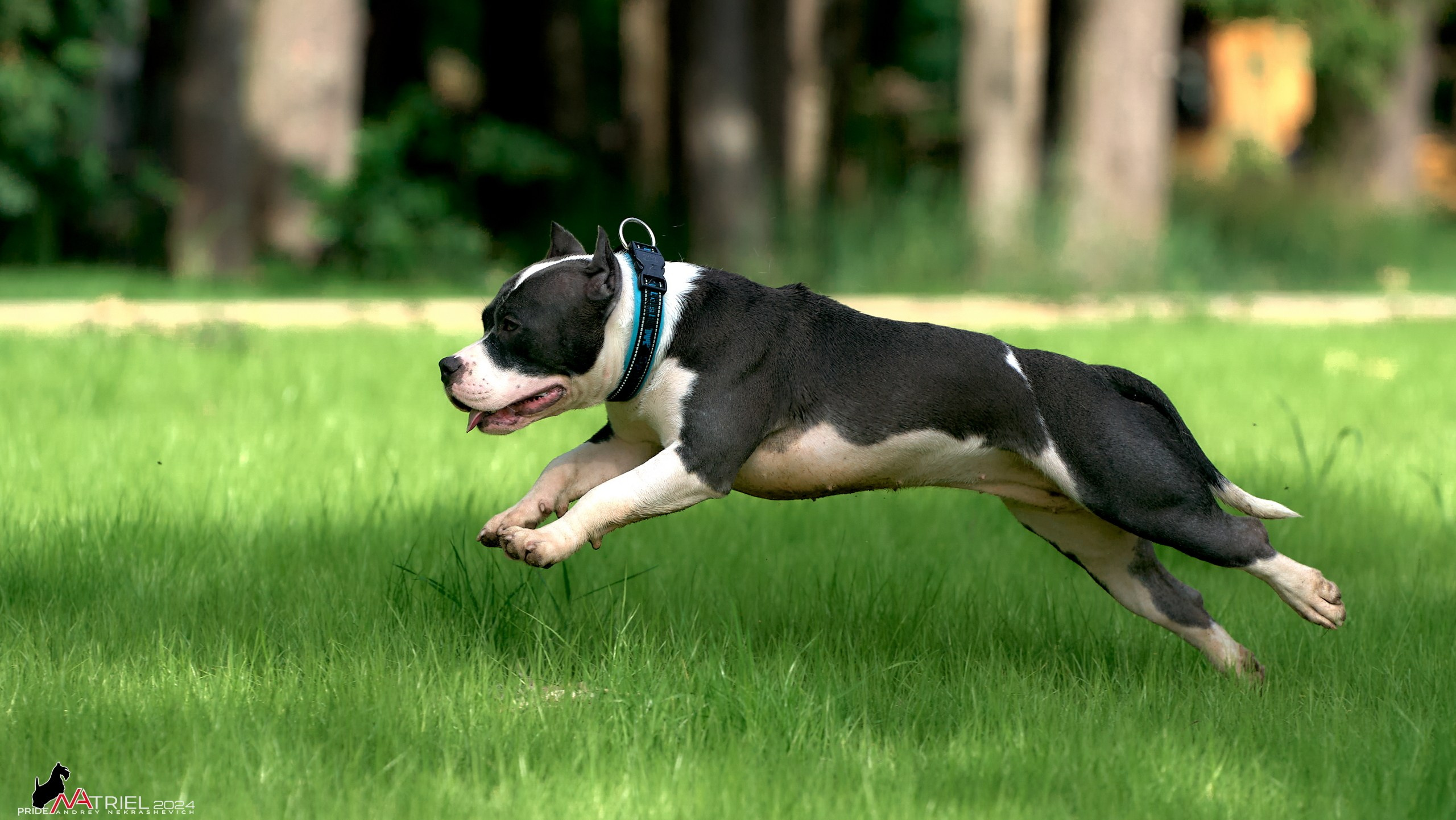 Фотопрогулка с булли