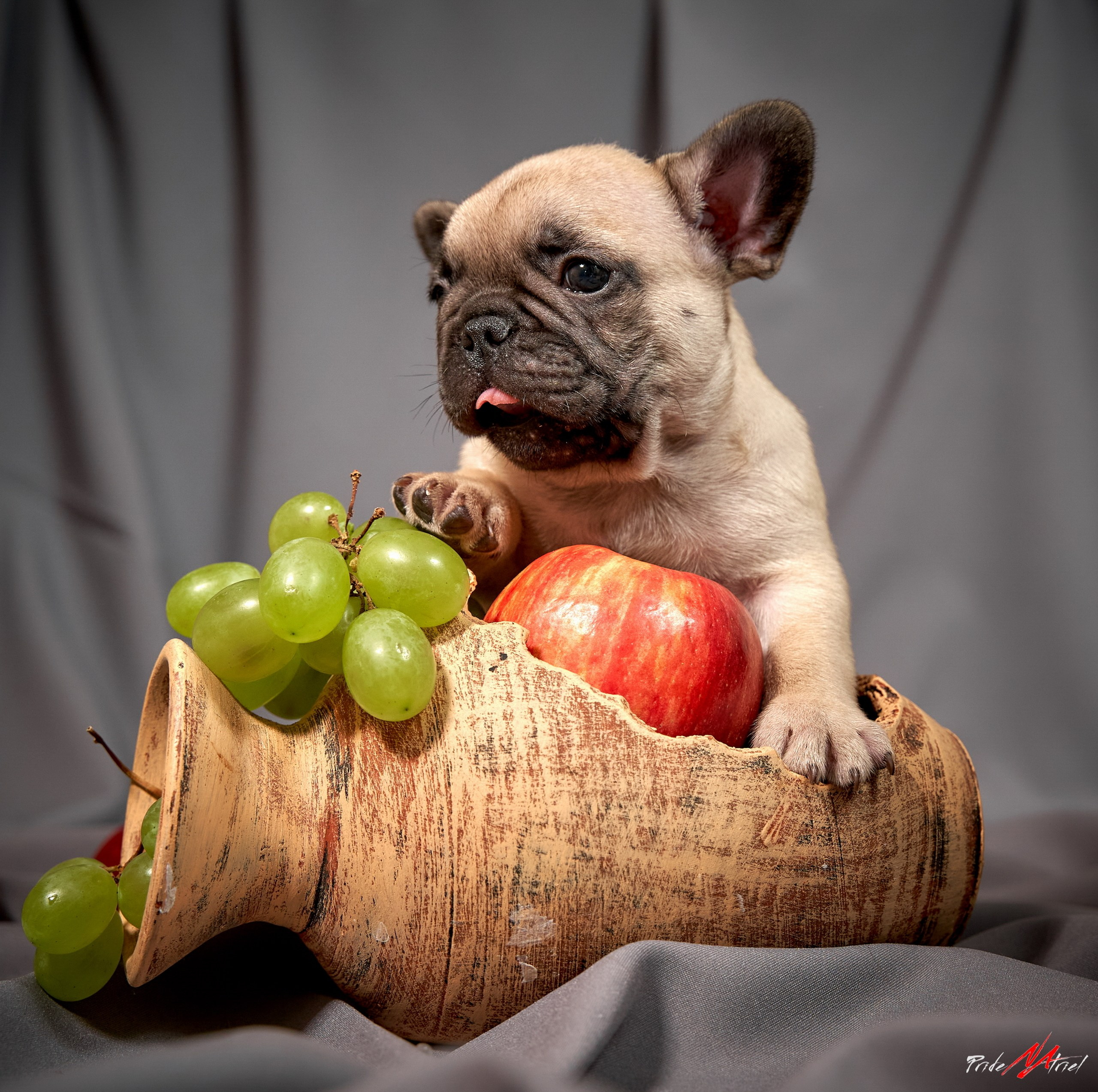 Щенки дома — галерея NATRIEL