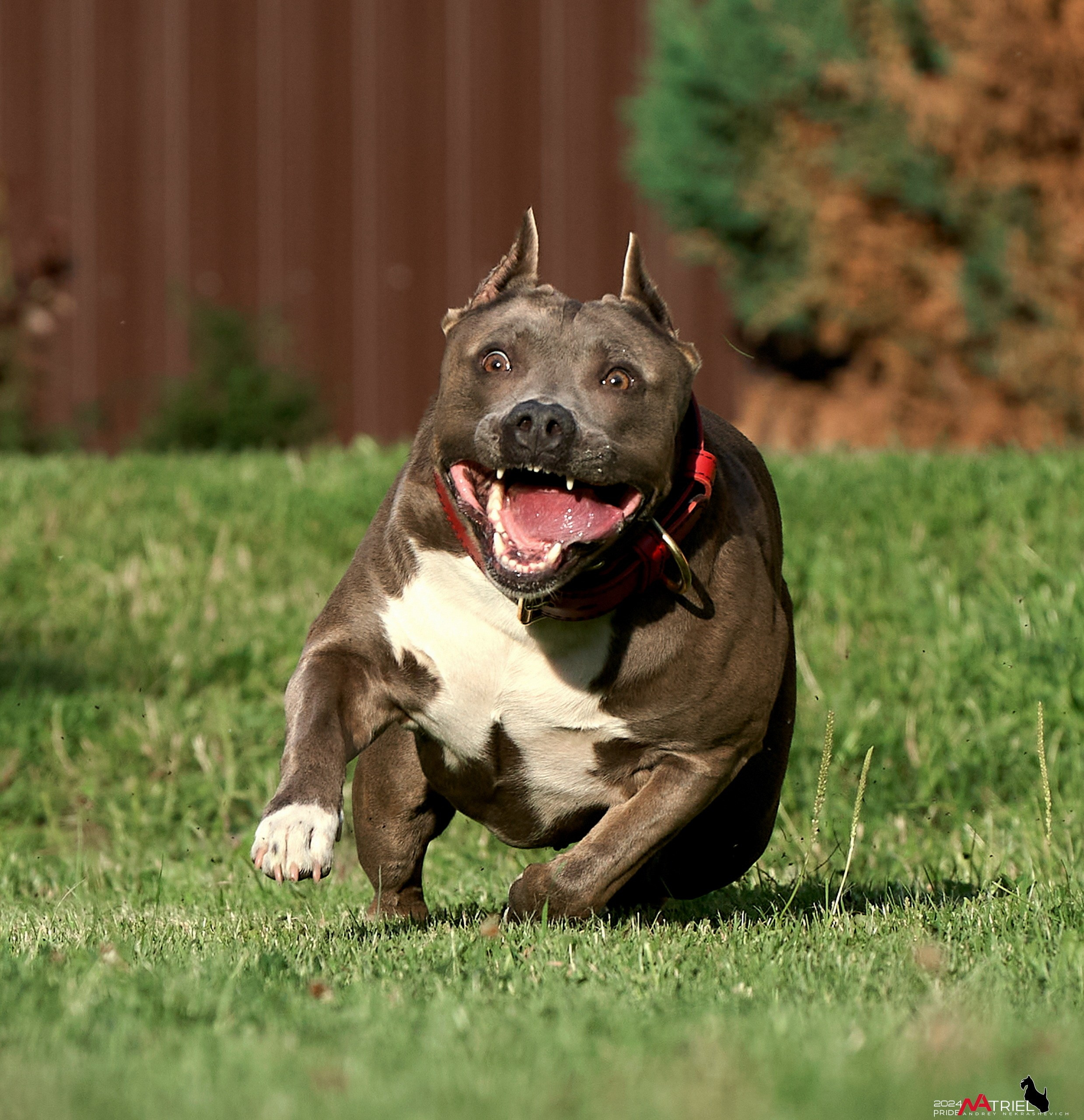 Съемка собак с выездом к Вам в дом