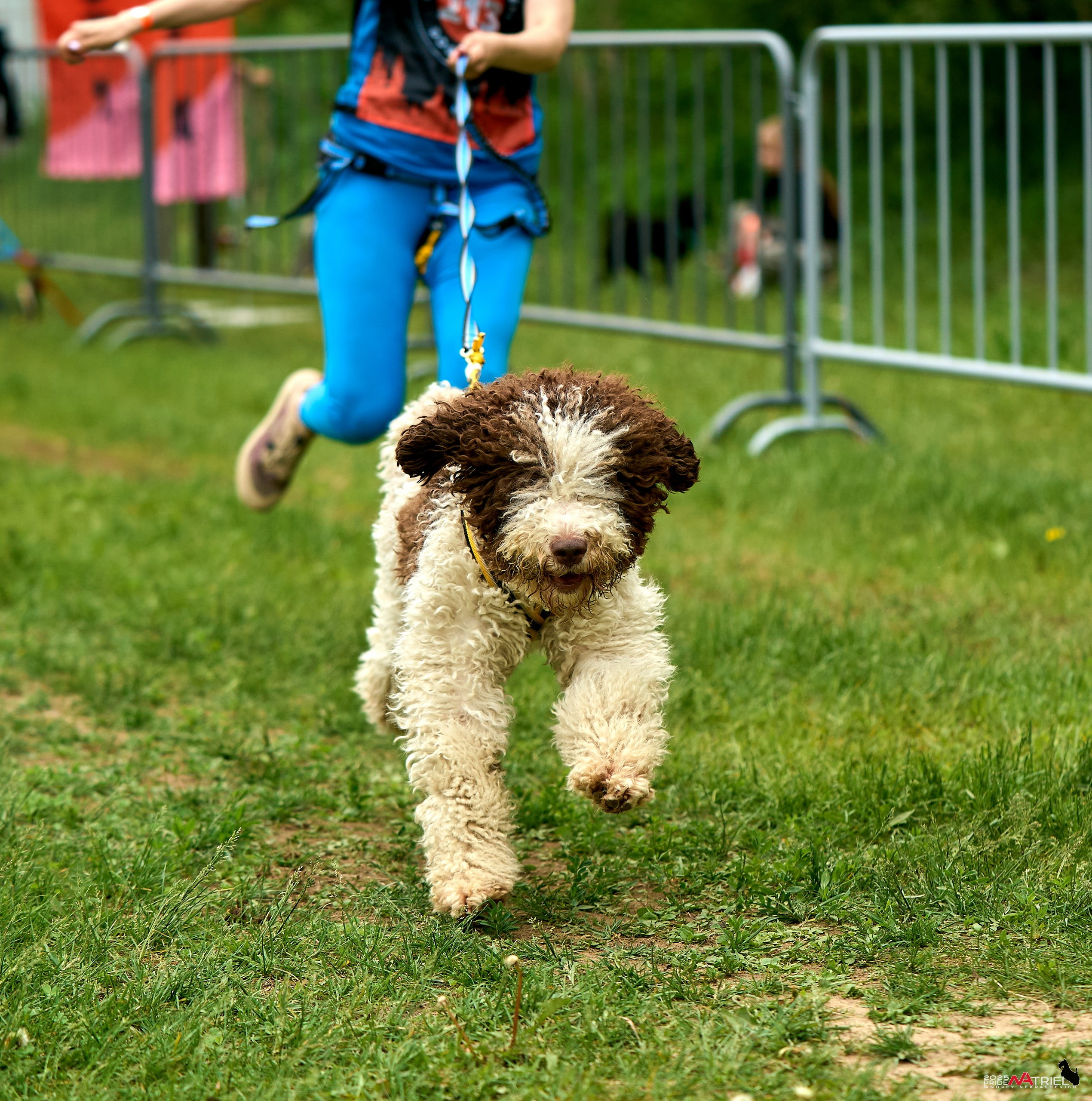 Russian Extreme Dog Trail — 2025