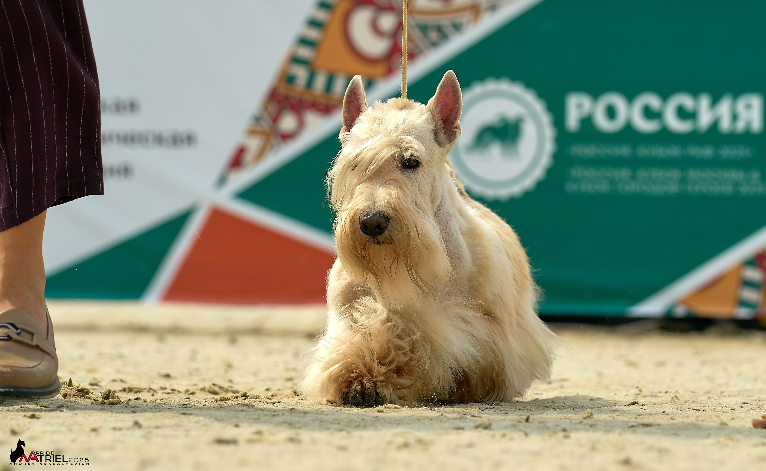 Выставка собак РОССИЯ — 2025