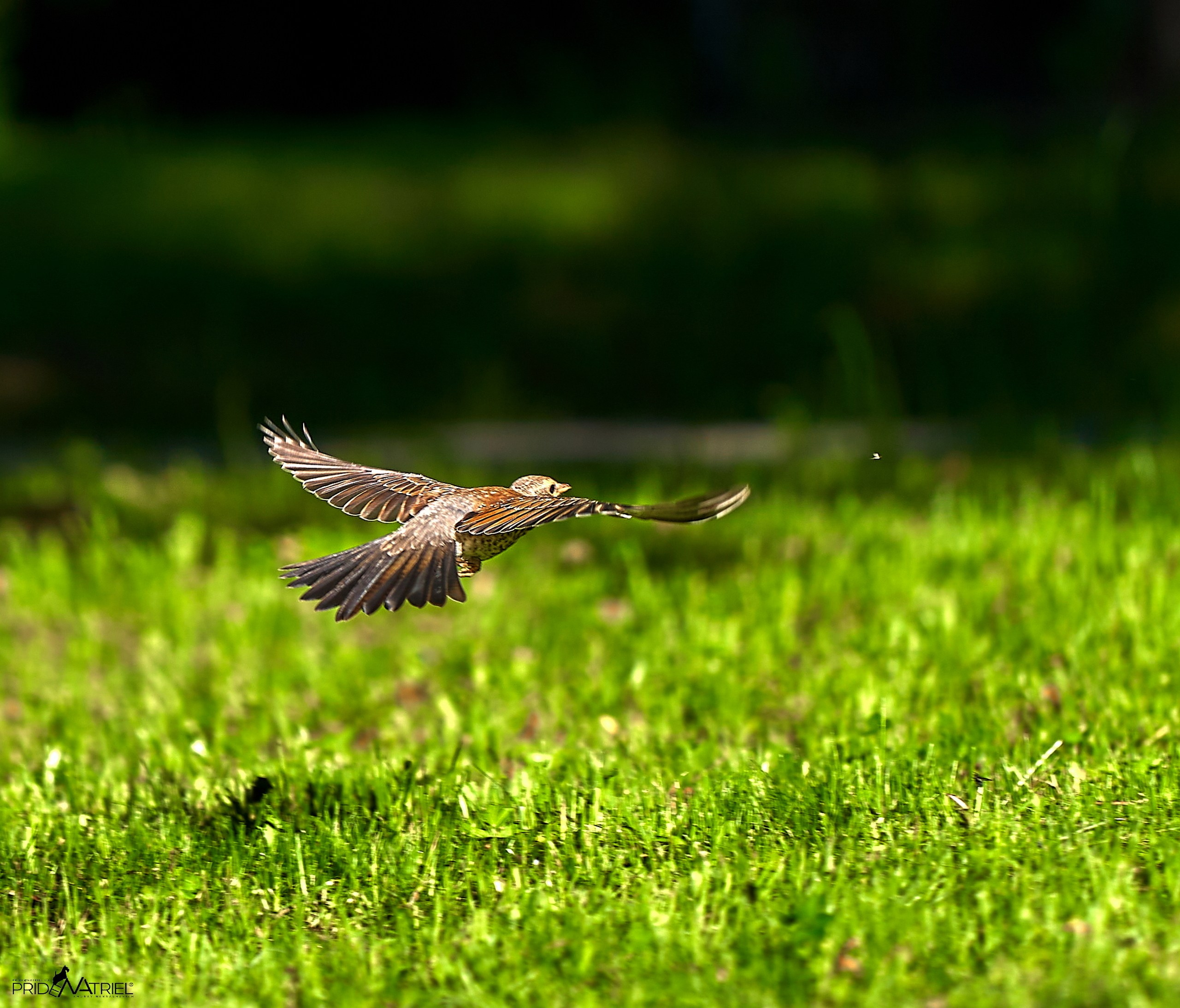Фото птиц — галерея NATRIEL