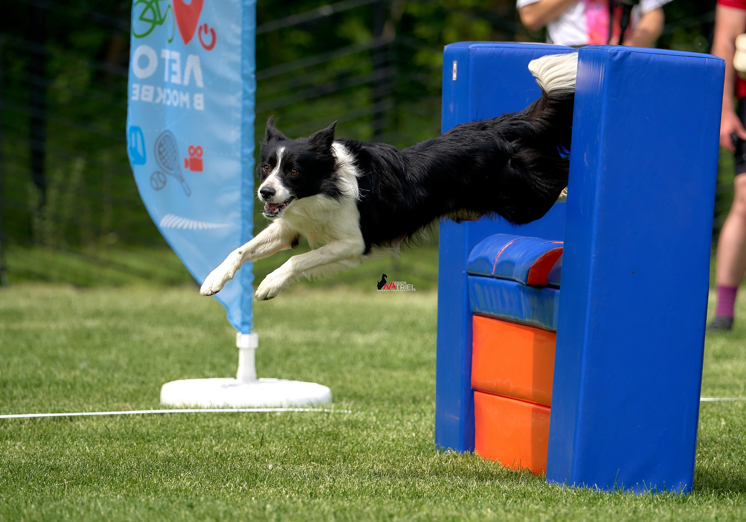 Аджилити — галерея NATRIEL