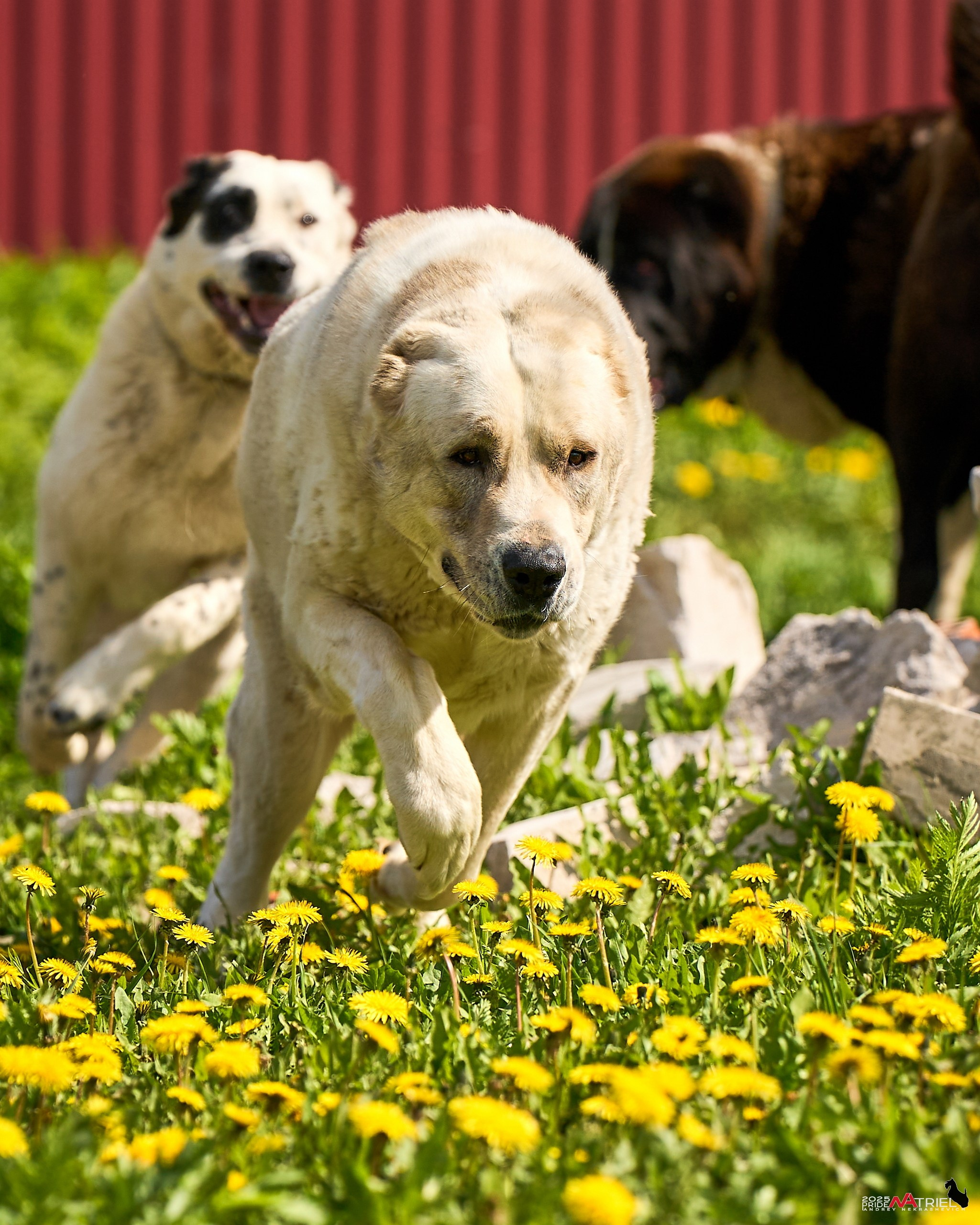 Съемка в питомнике