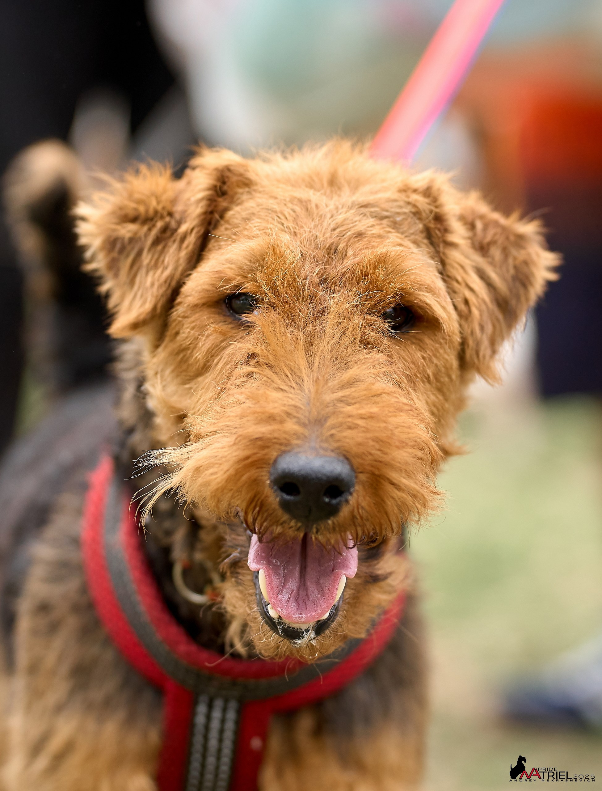 Russian Extreme Dog Trail — 2025