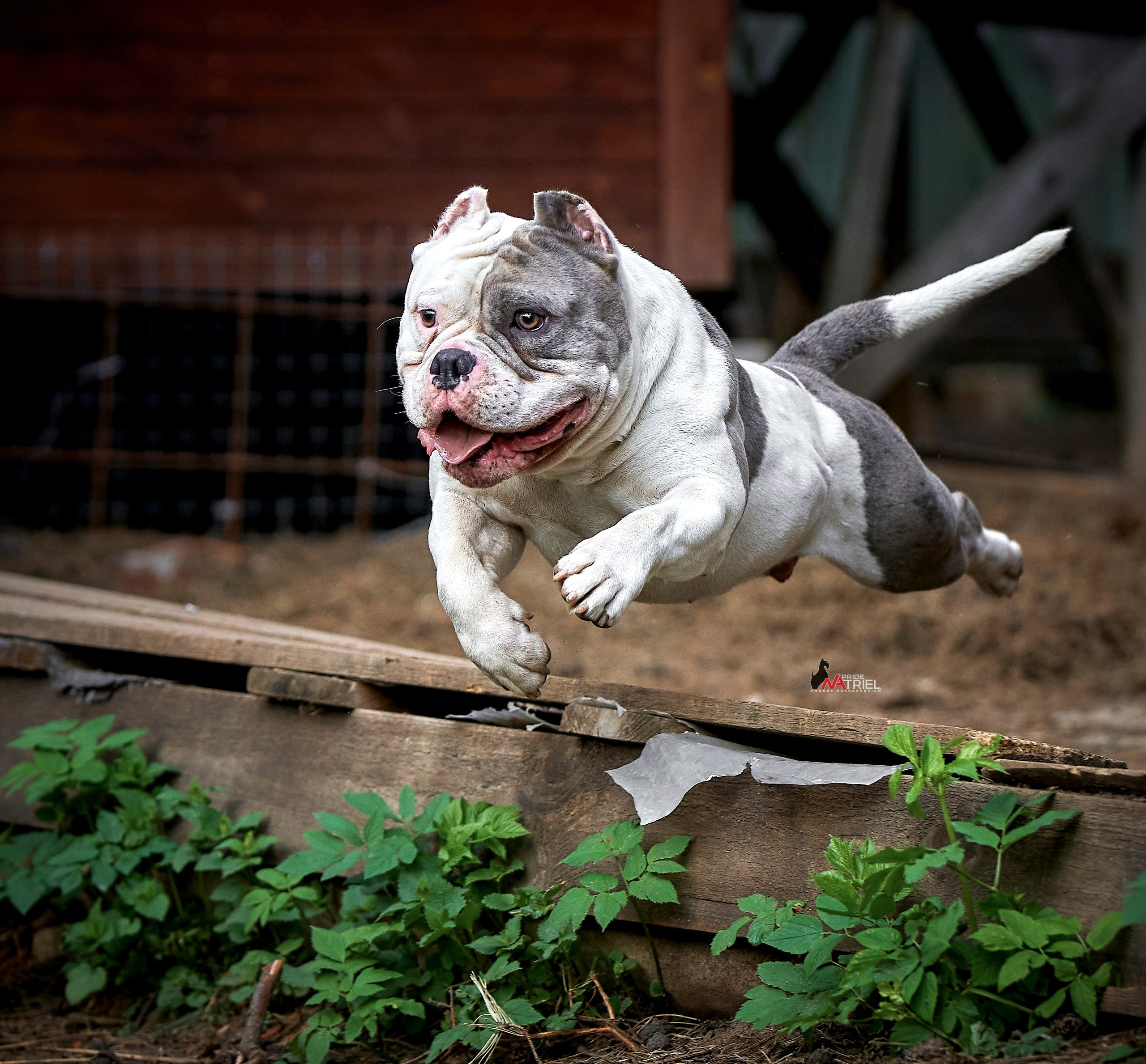 Прогулка в движении — галерея NATRIEL