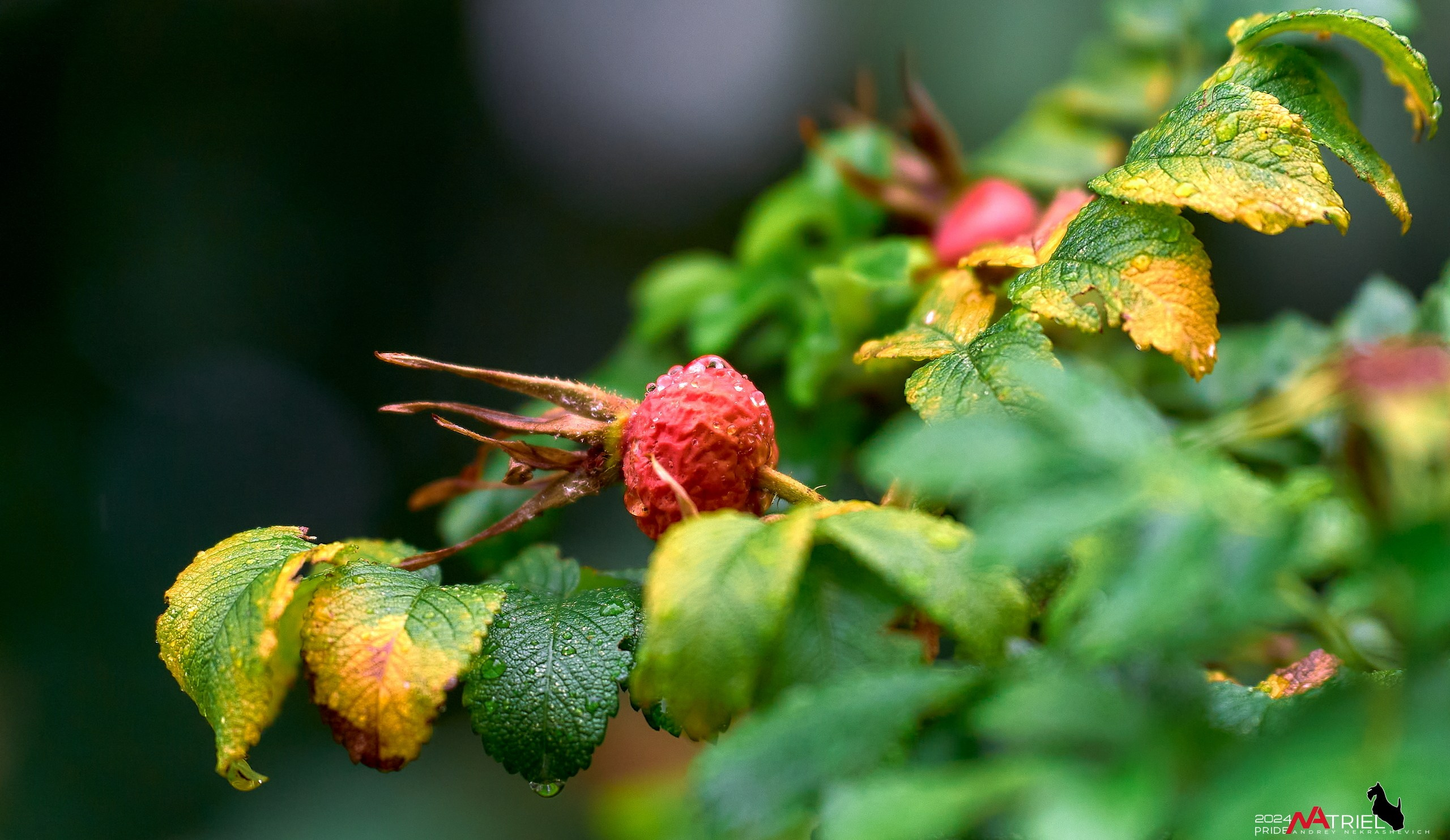 Съемка природы после дождя