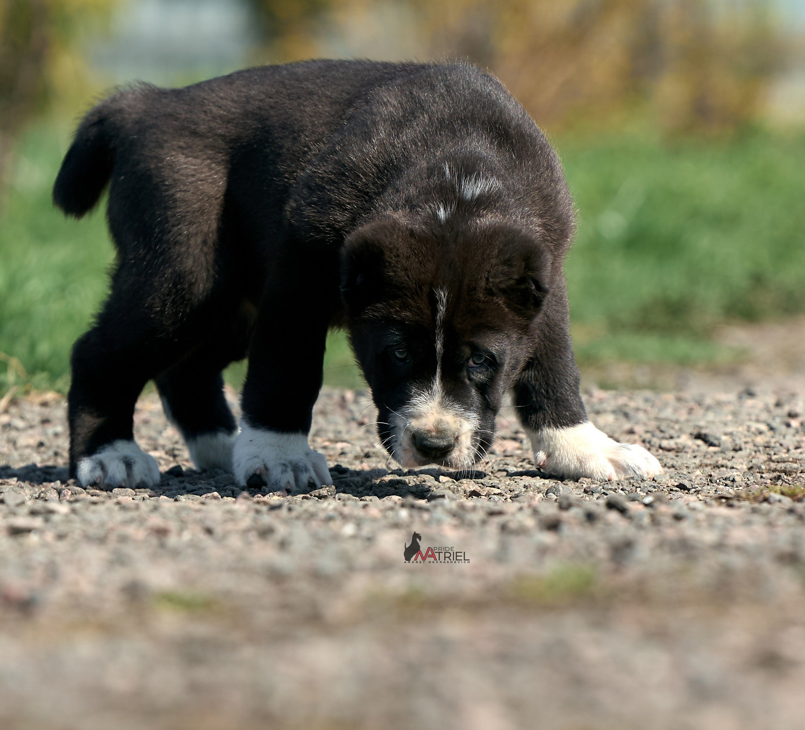 Среднеазиаты — щенки и взрослые