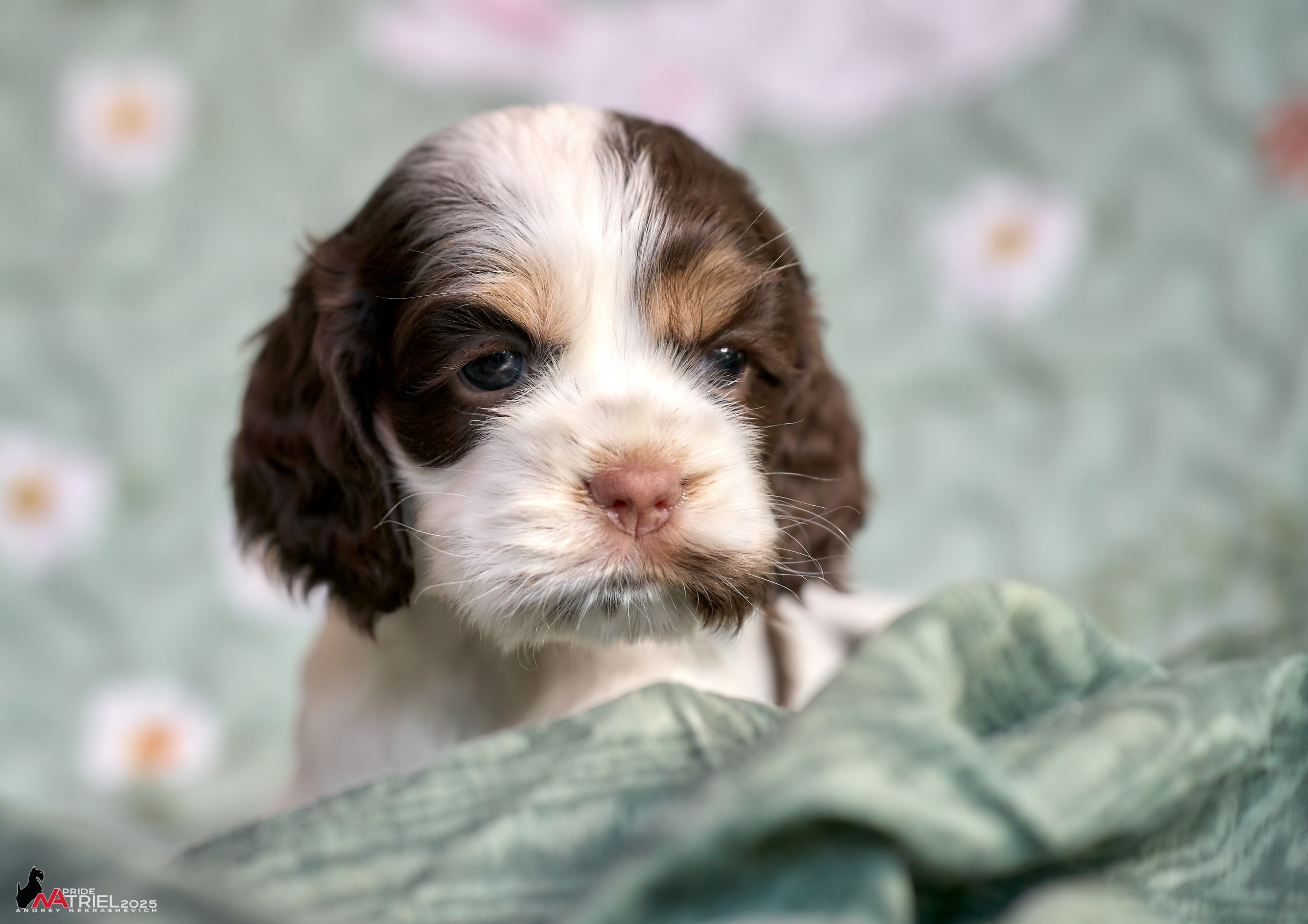 Щенки АмКокеров