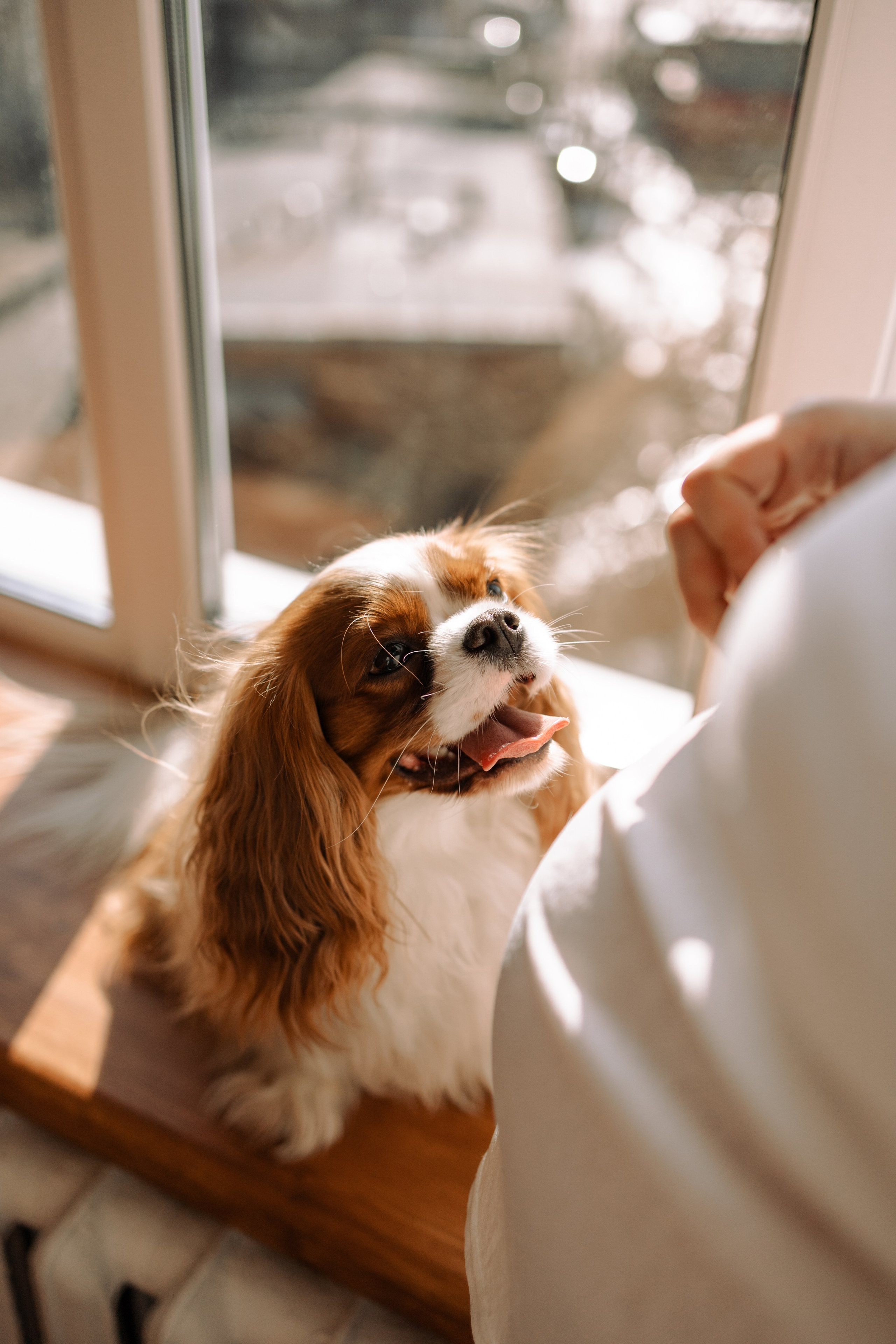 Шерри и ее семья. Фотограф — Анималист | Санкт-Петербург