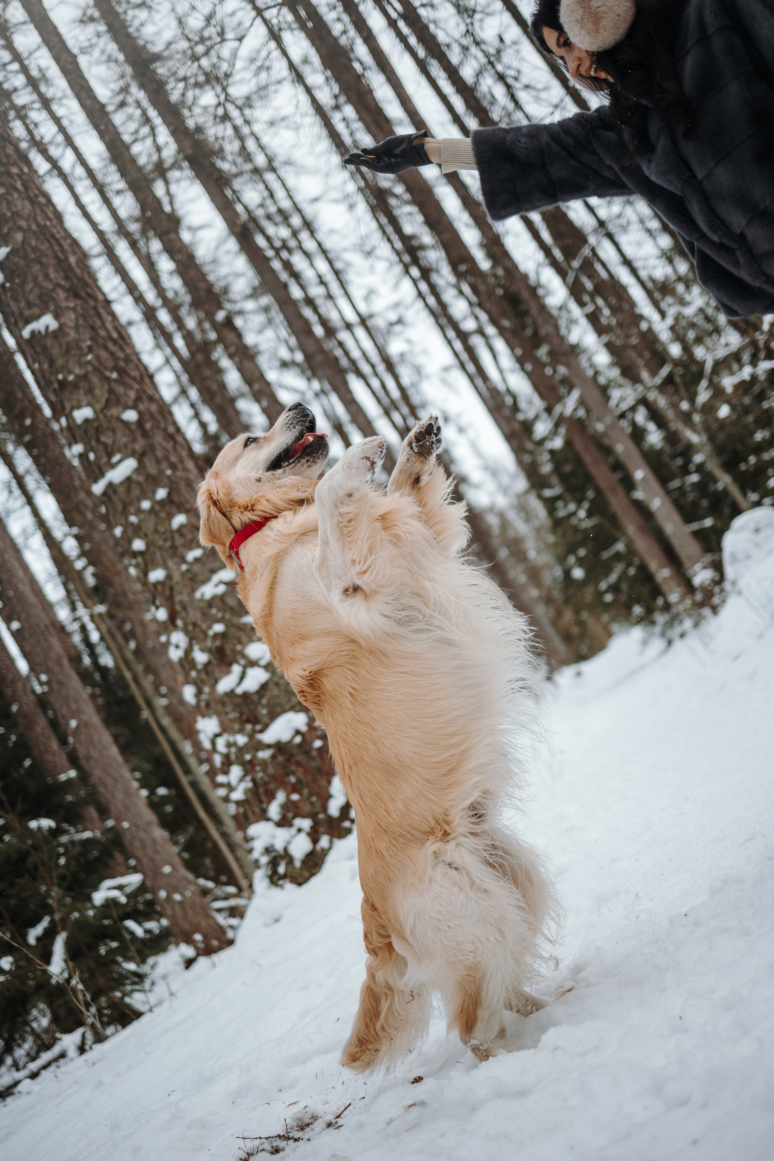 Вика и Лёва. Фотограф — Анималист | Санкт-Петербург