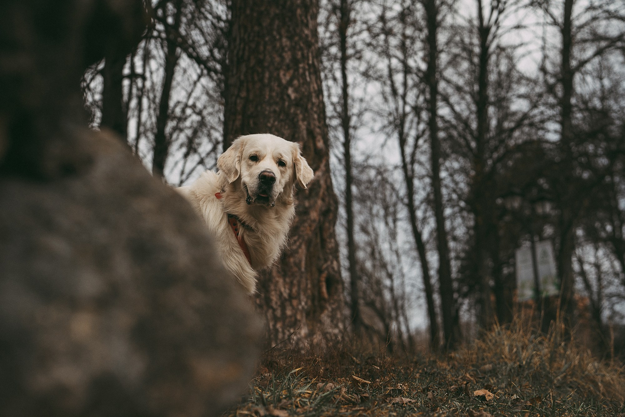 Лена и Мерлин. Фотограф анималист в Москве и Санкт-Петербурге Свиридова Анна