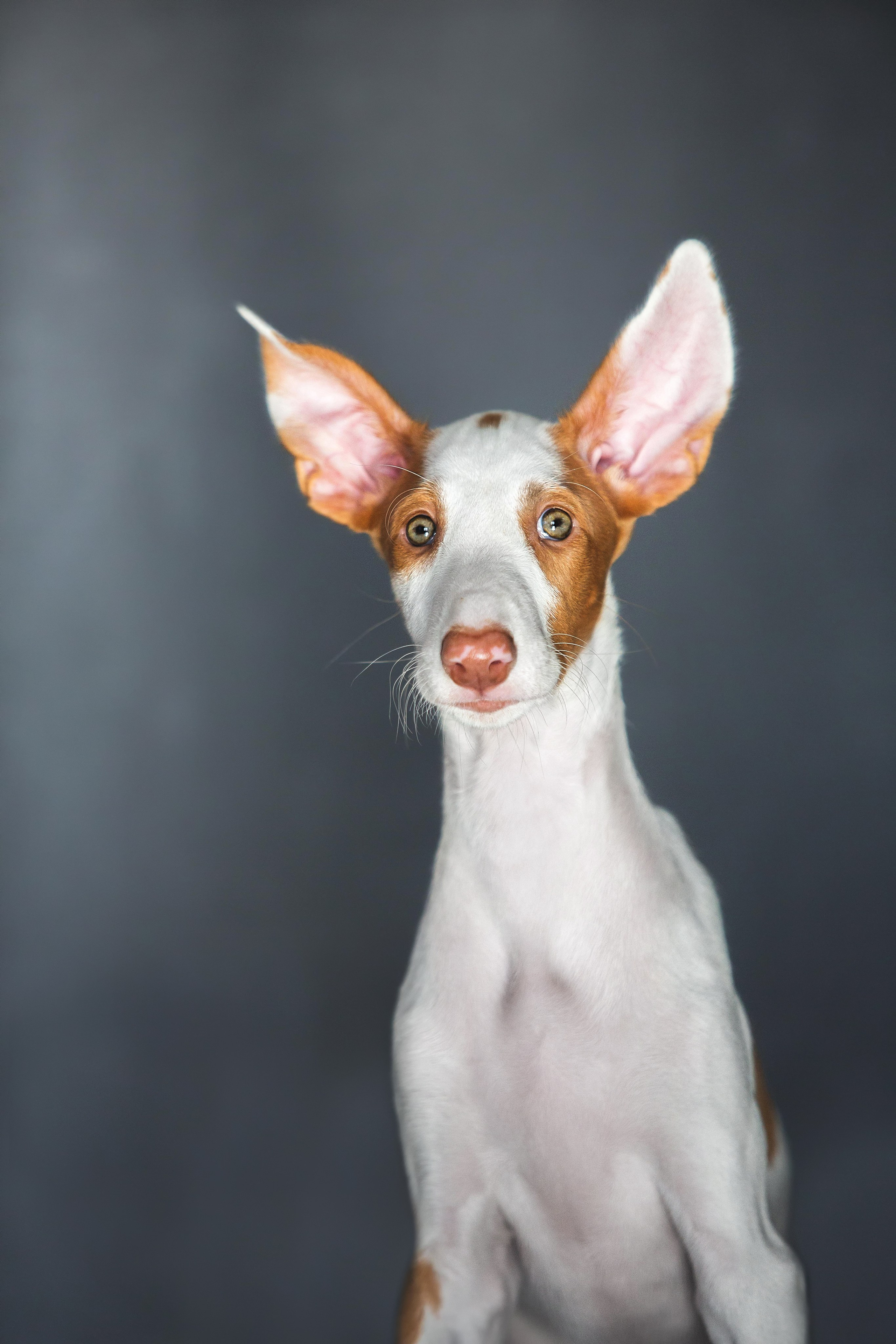 Поденко Ибиценко. Https://moshkovaphoto.ru/