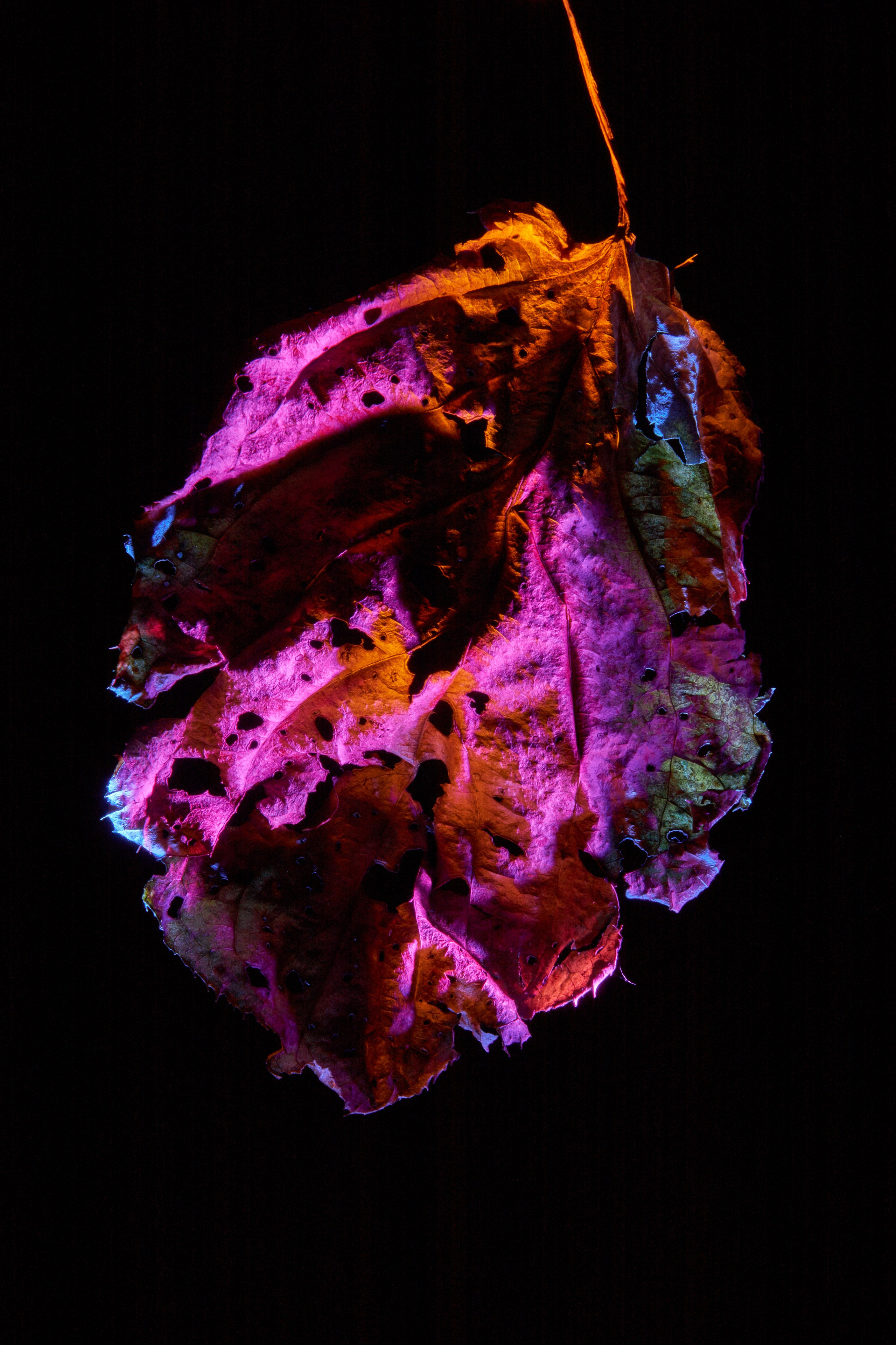 «Красок Тьма Полна». Арт-фотограф во Владивостоке Дмитрий Осипчук