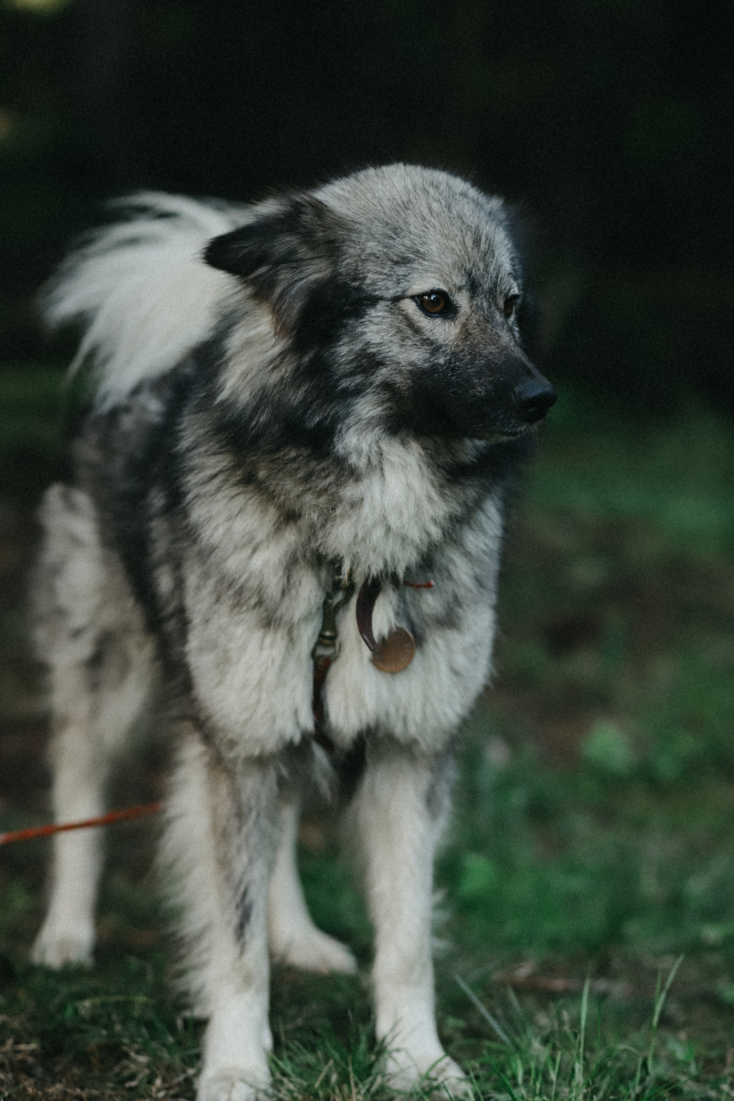 Ферма. Фотограф Москва и Санкт-Петербург