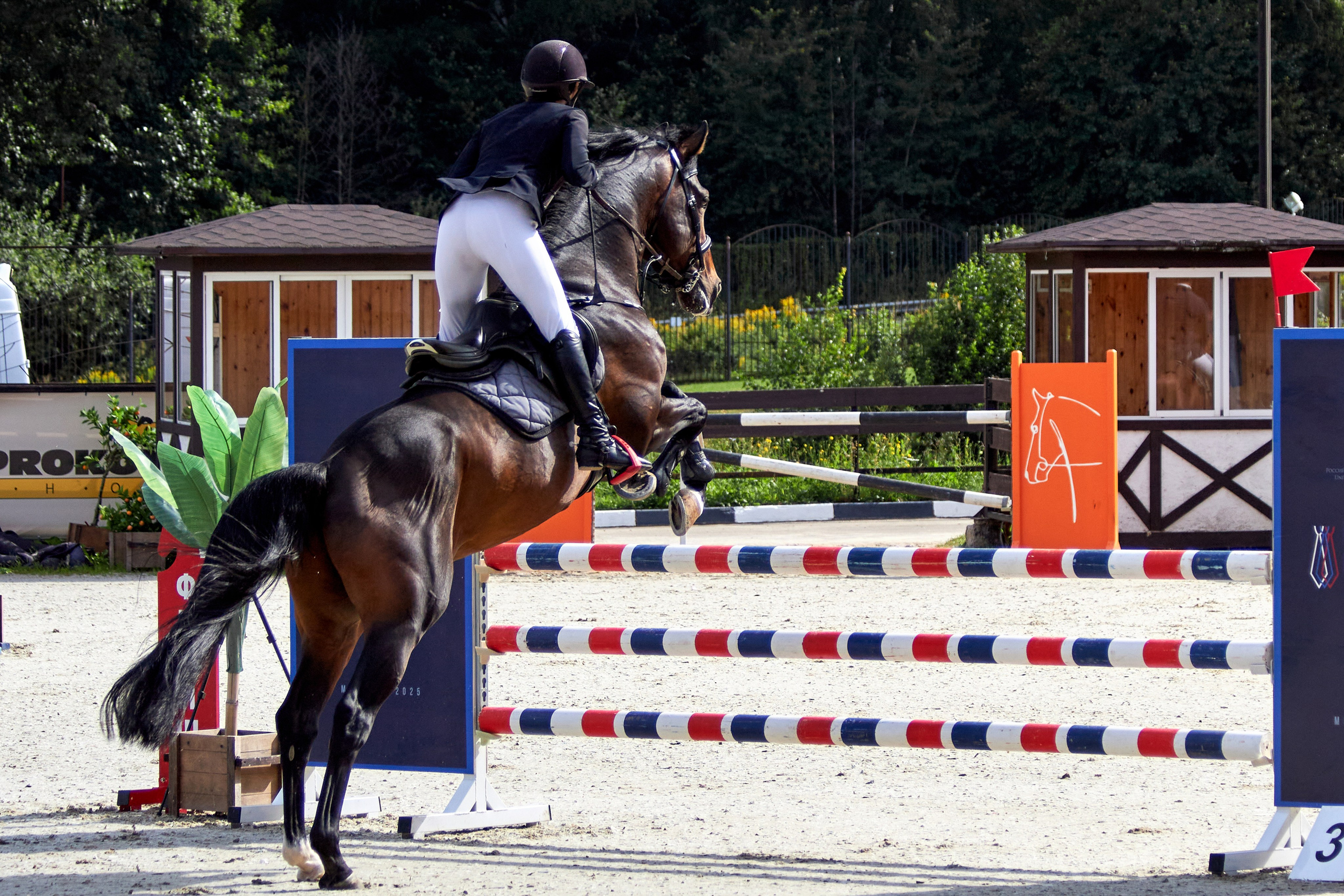 Конкур в «Виват, Россия». Фотограф анималист — Тула, Москва