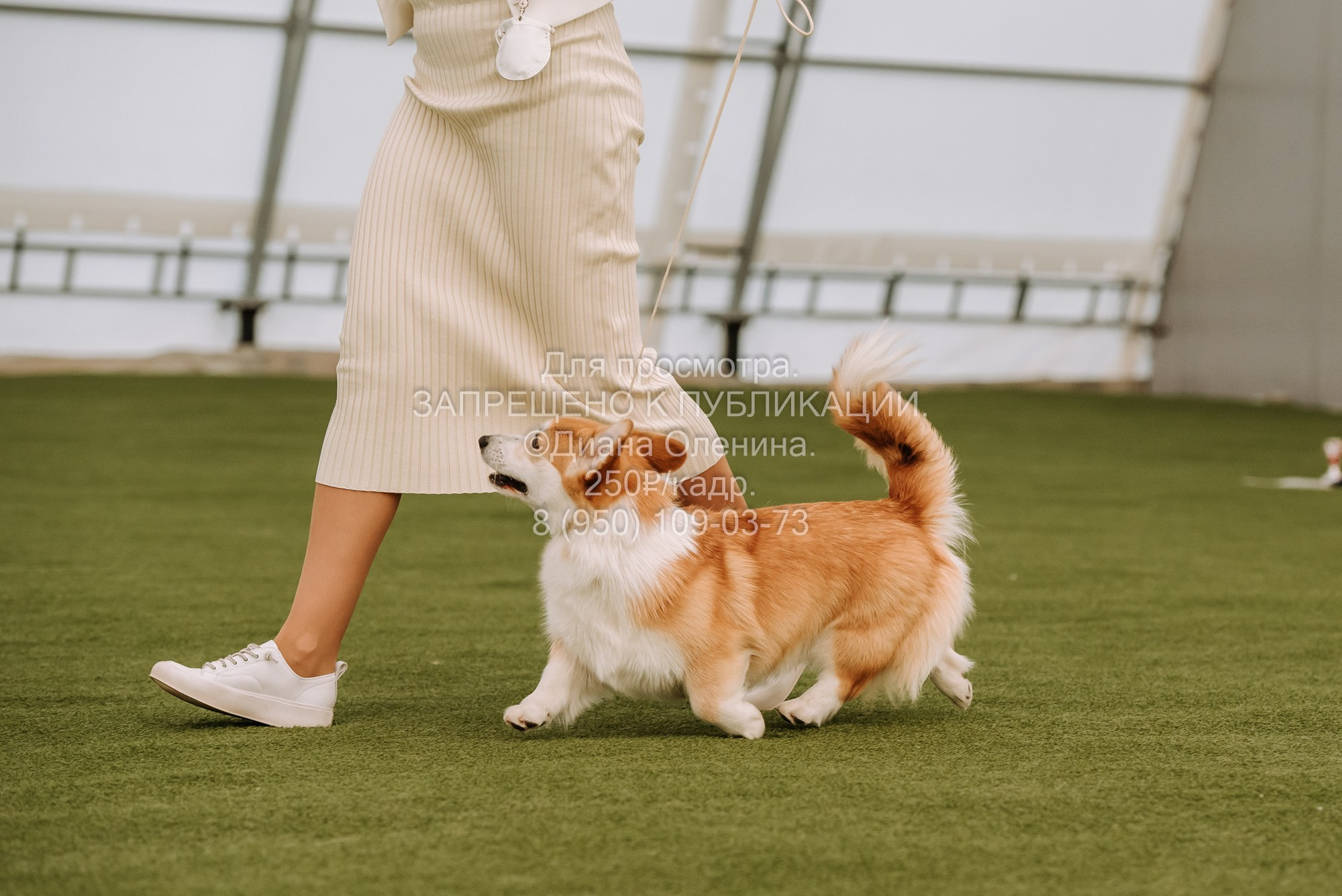 Выставка собак Красноярск 2.06. Фотограф Диана Оленина Красноярск / Братск