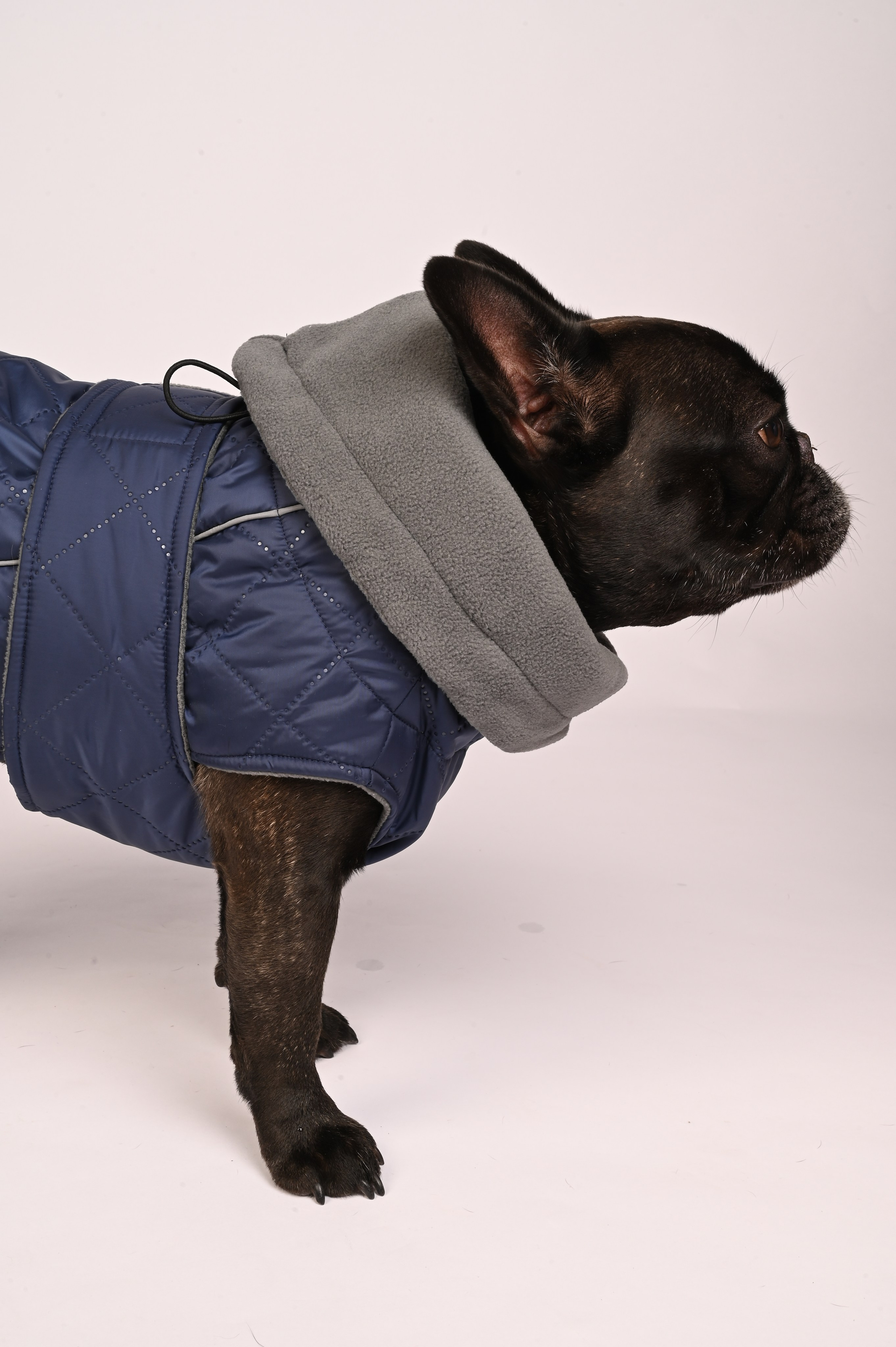 Одежда для собак. Семейный и детский фотограф во Фрязино, Ивантеевке и Щелково Матвеева