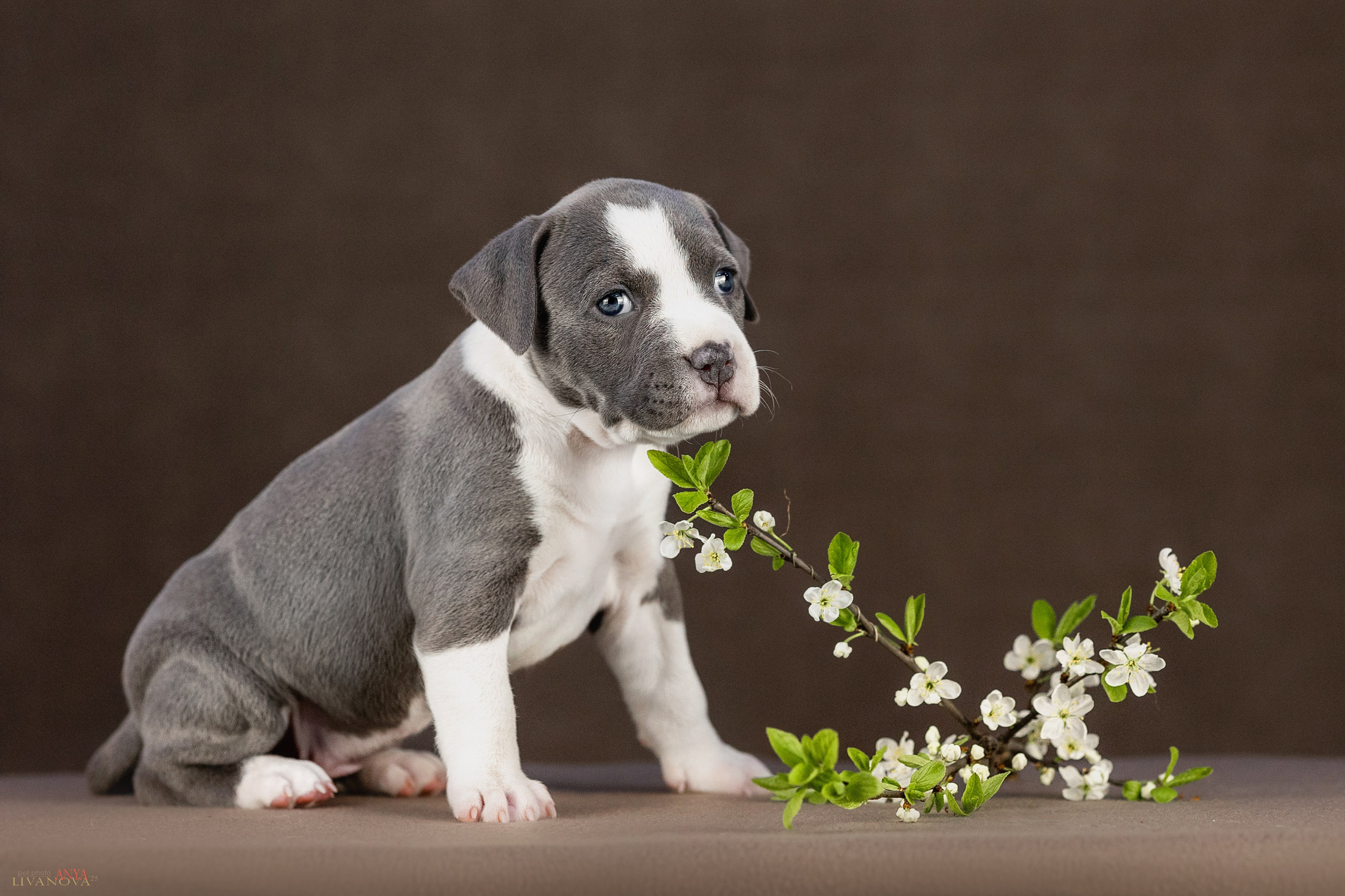 Стаффики. Фотограф анималист Аня Ливанова | Рыбинск