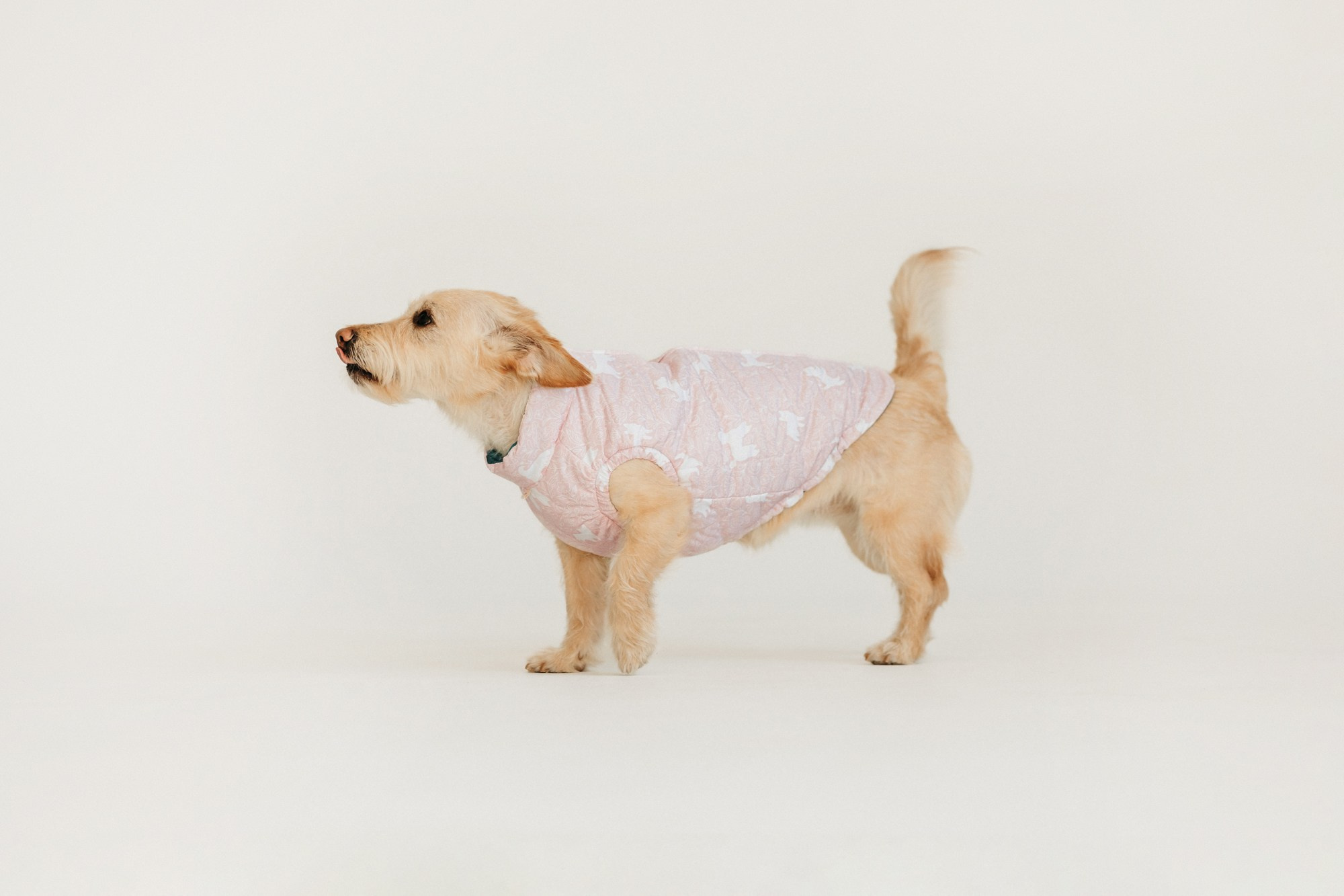 Одежда Lapa`s brand. Фотограф-анималист Елена Радченко, Москва