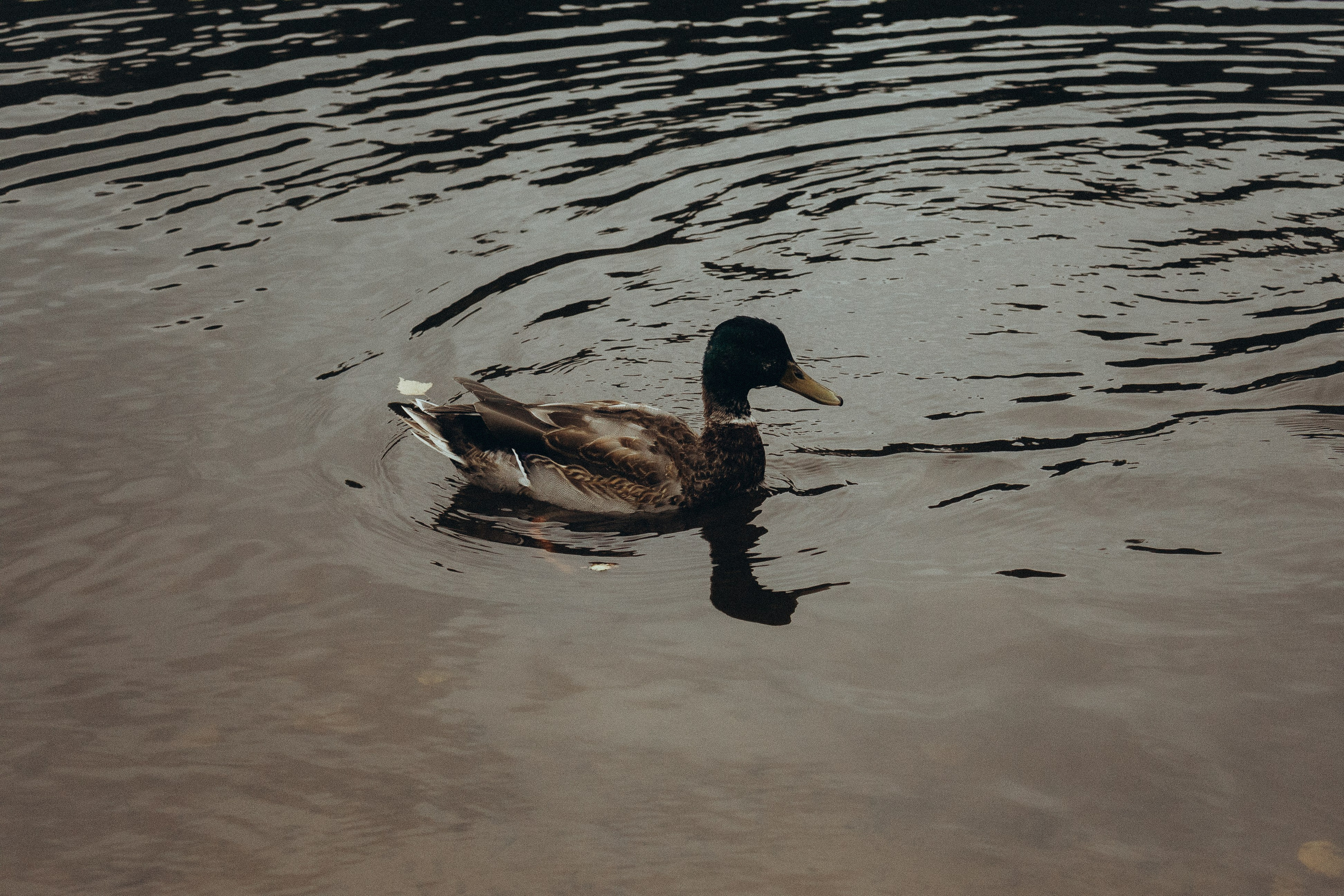 Осенний пикник. Фотограф Москва Алёна Суворова