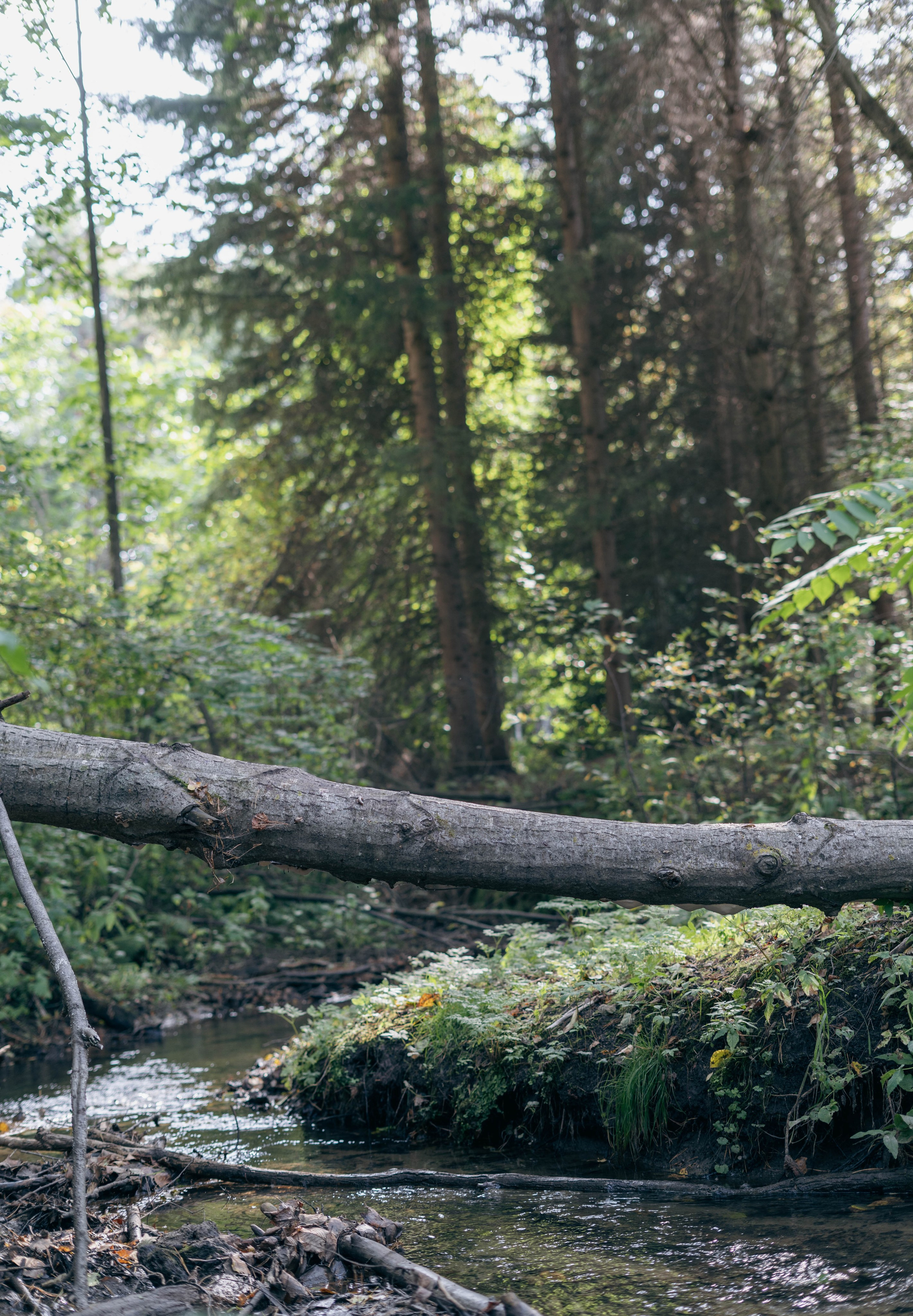 Фотосессия на природе Новосибирск Краснообск