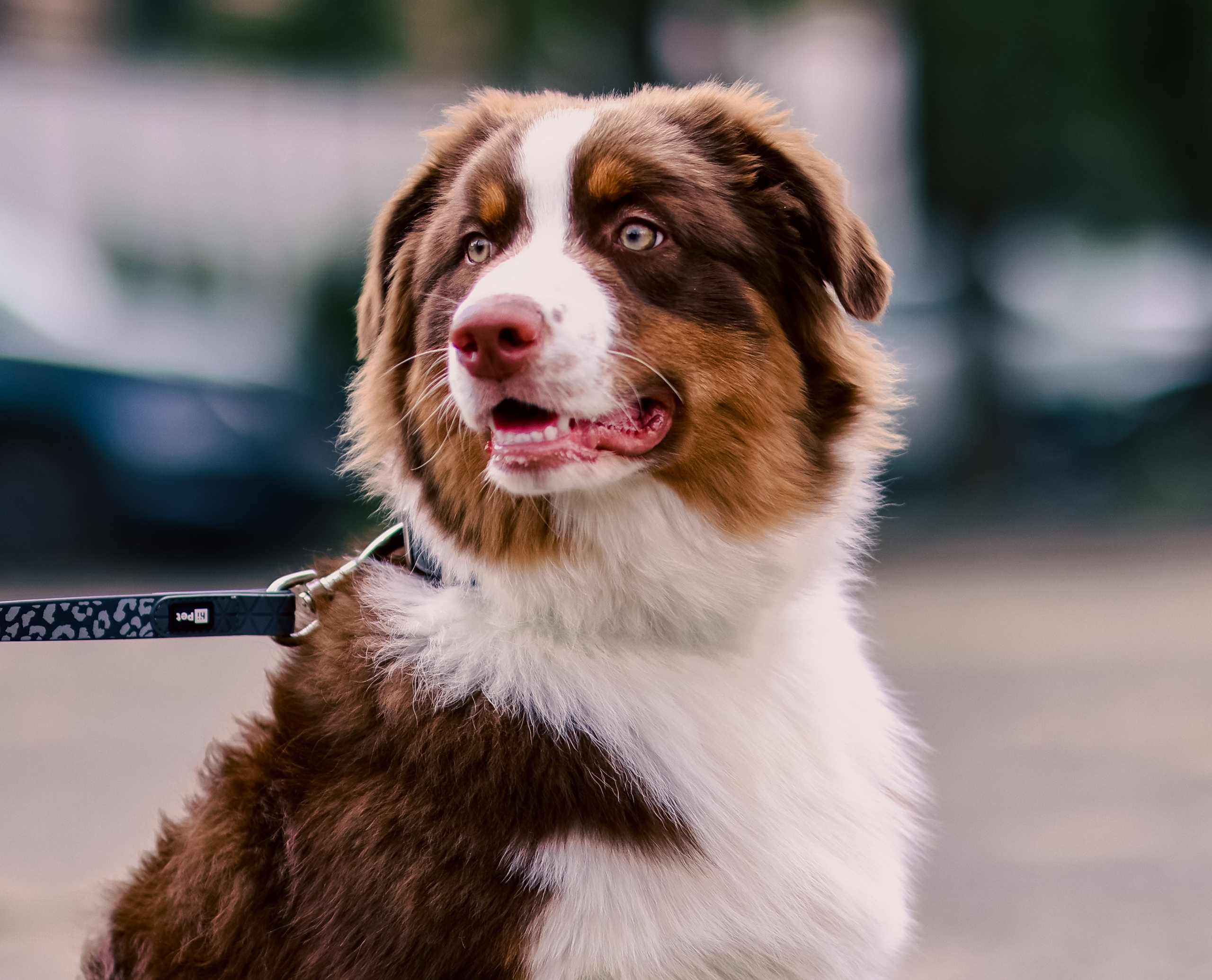 Соревнования по конному спорту. Фотограф репортажей и стритфотосессий в Москве Людмила Смирнова